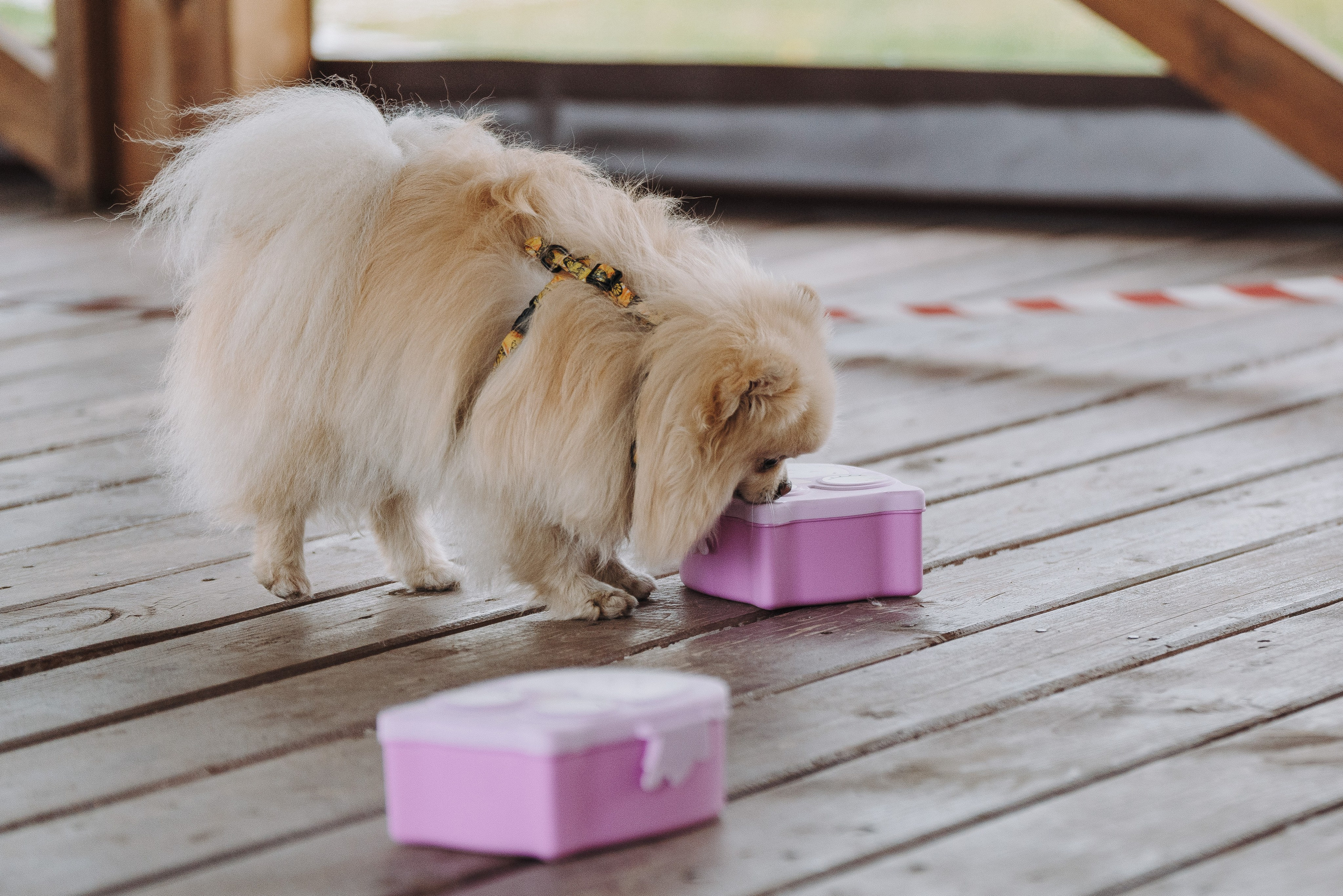 Соревнования по ноузворку в Лосево. Фотограф анималист в Спб недорого Олеся Майорова