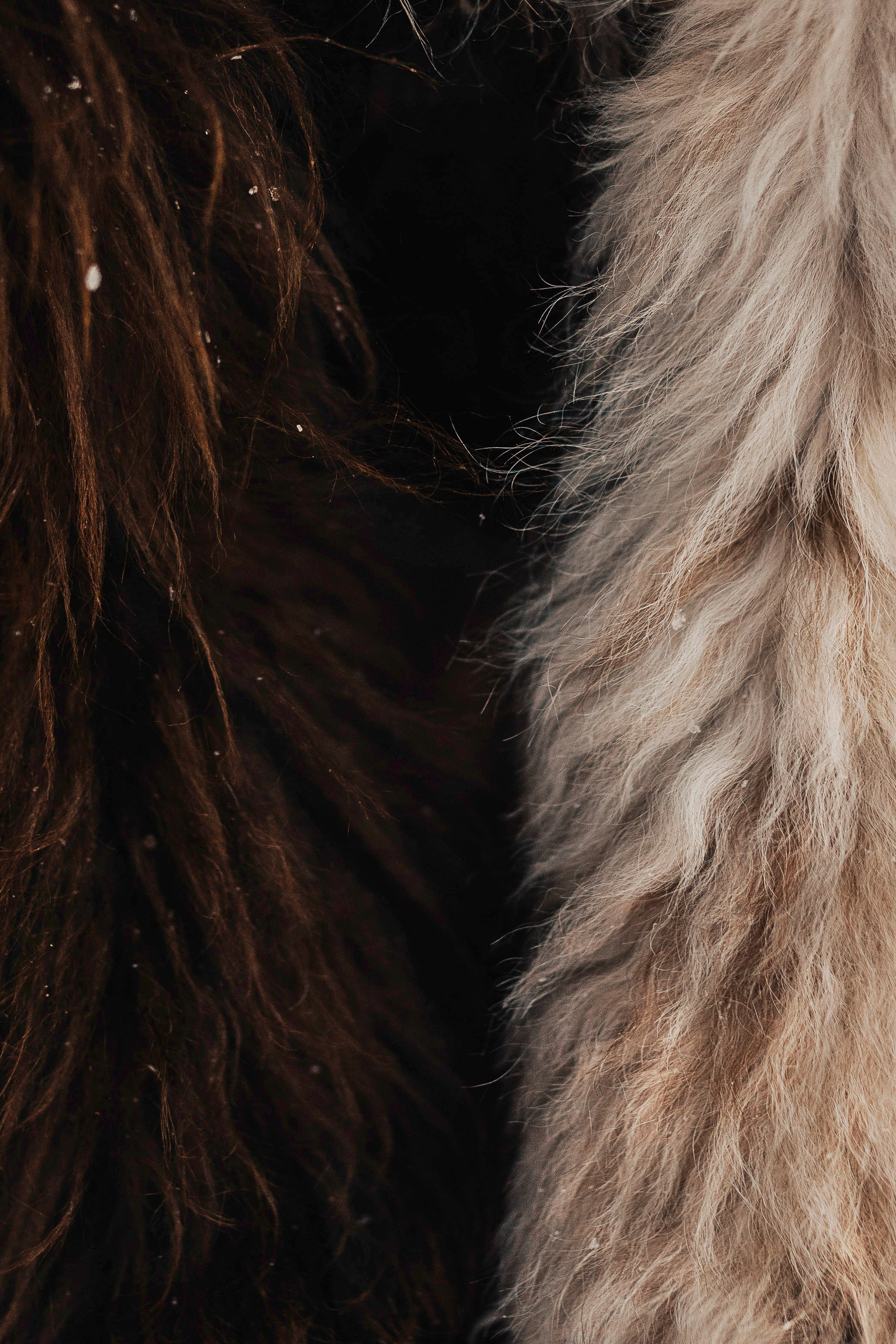 Хэйзел и её семья. Фотограф анималист в Спб недорого Олеся Майорова