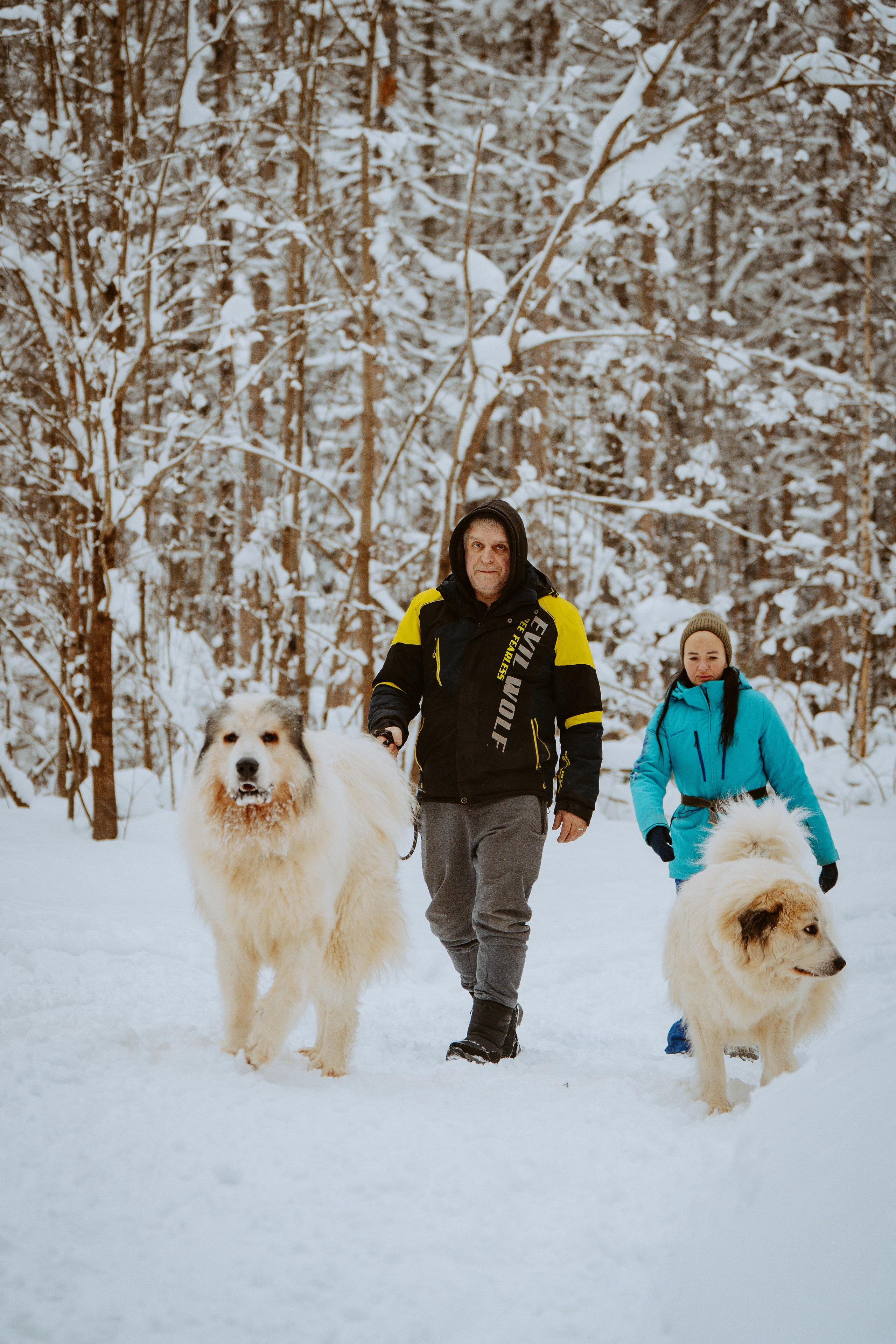 Дог трекинг. Фотограф анималист в Спб недорого Олеся Майорова