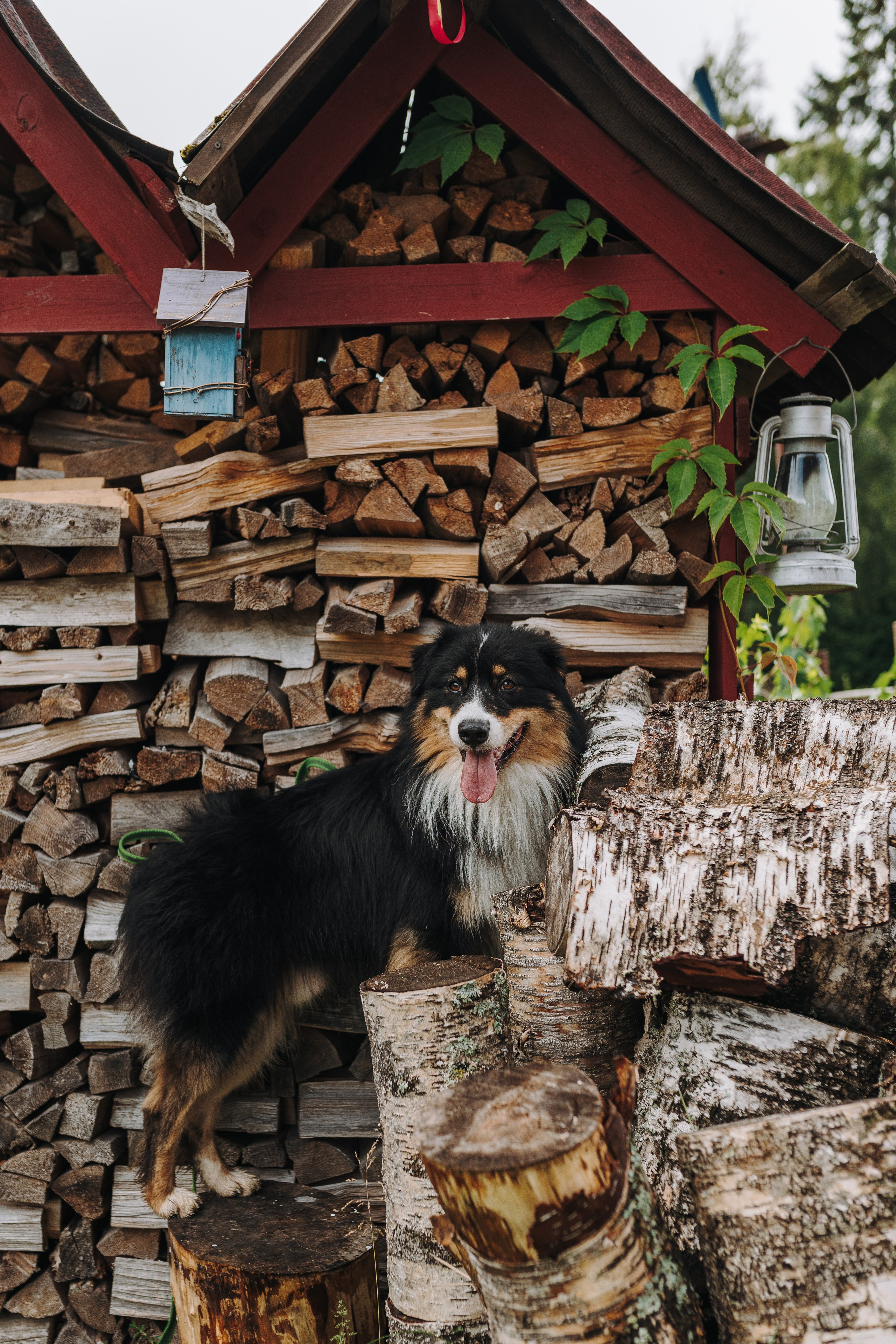Соревнования по ноузворку в Новожилово. Фотограф анималист в Спб недорого Олеся Майорова