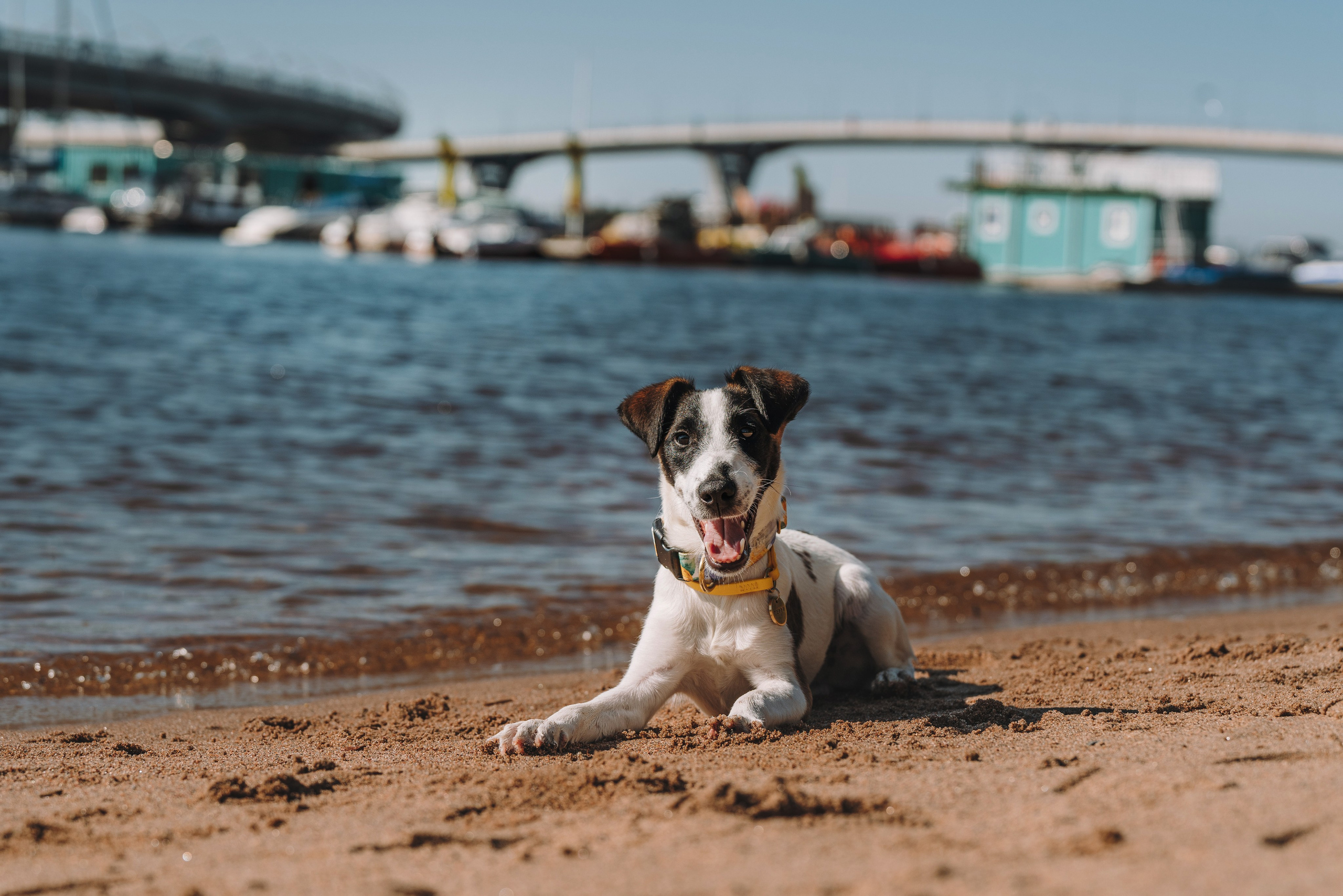 Ксения и Перри. Фотограф анималист в Спб недорого Олеся Майорова