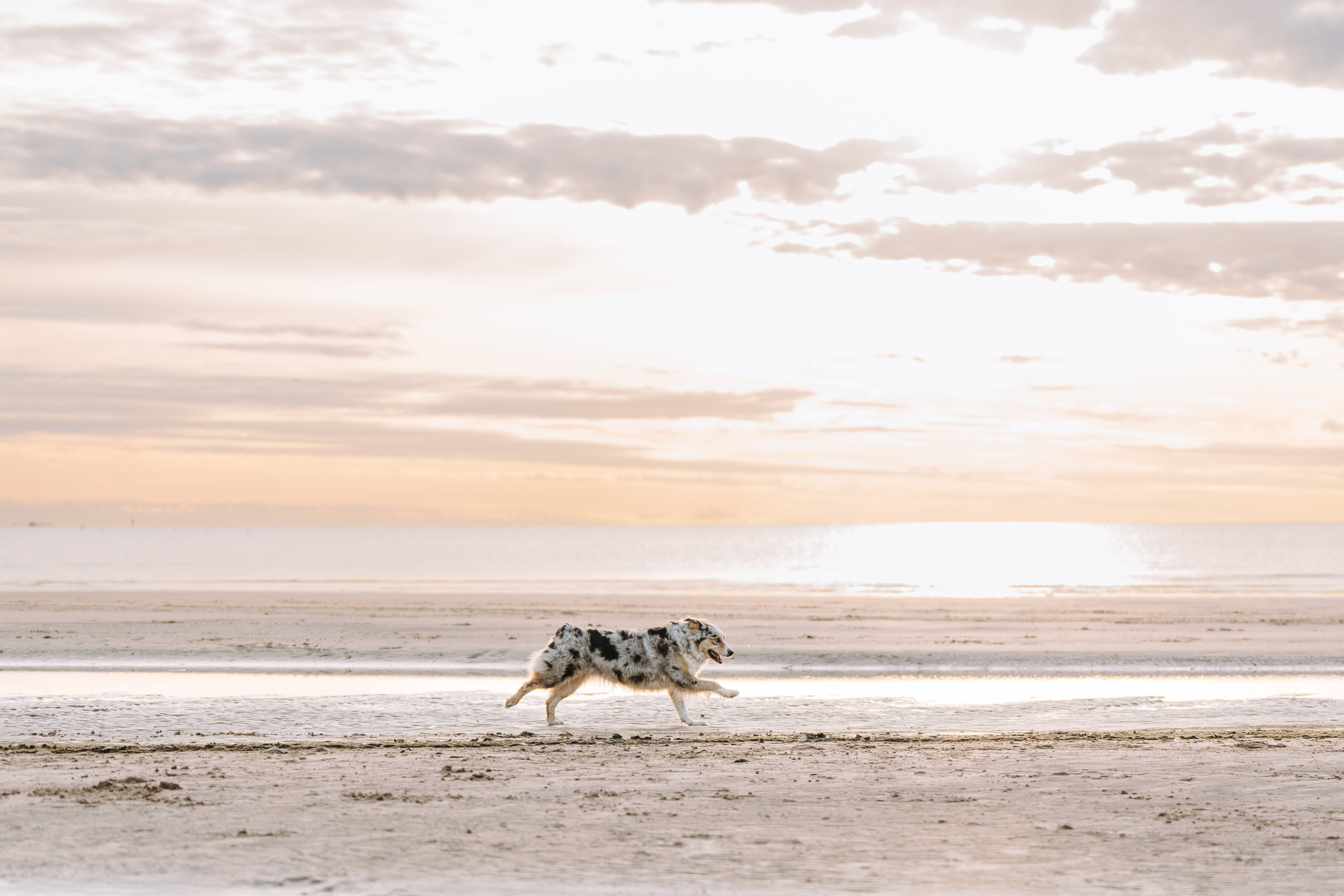 Фотограф анималист в Спб. Фотограф анималист в Спб недорого Олеся Майорова
