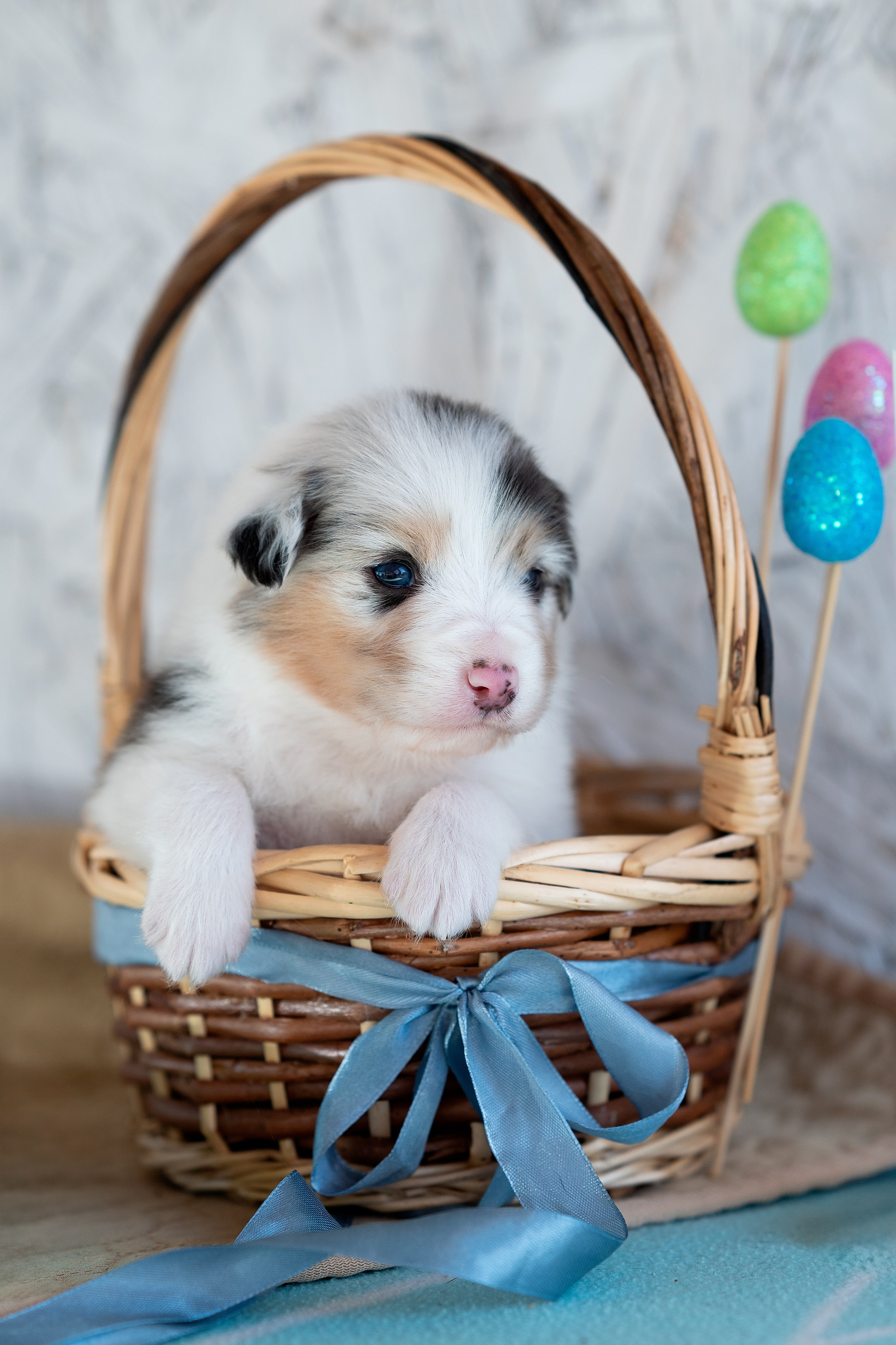 Заводчик Влада Эльман. Творческий фотограф Вологда