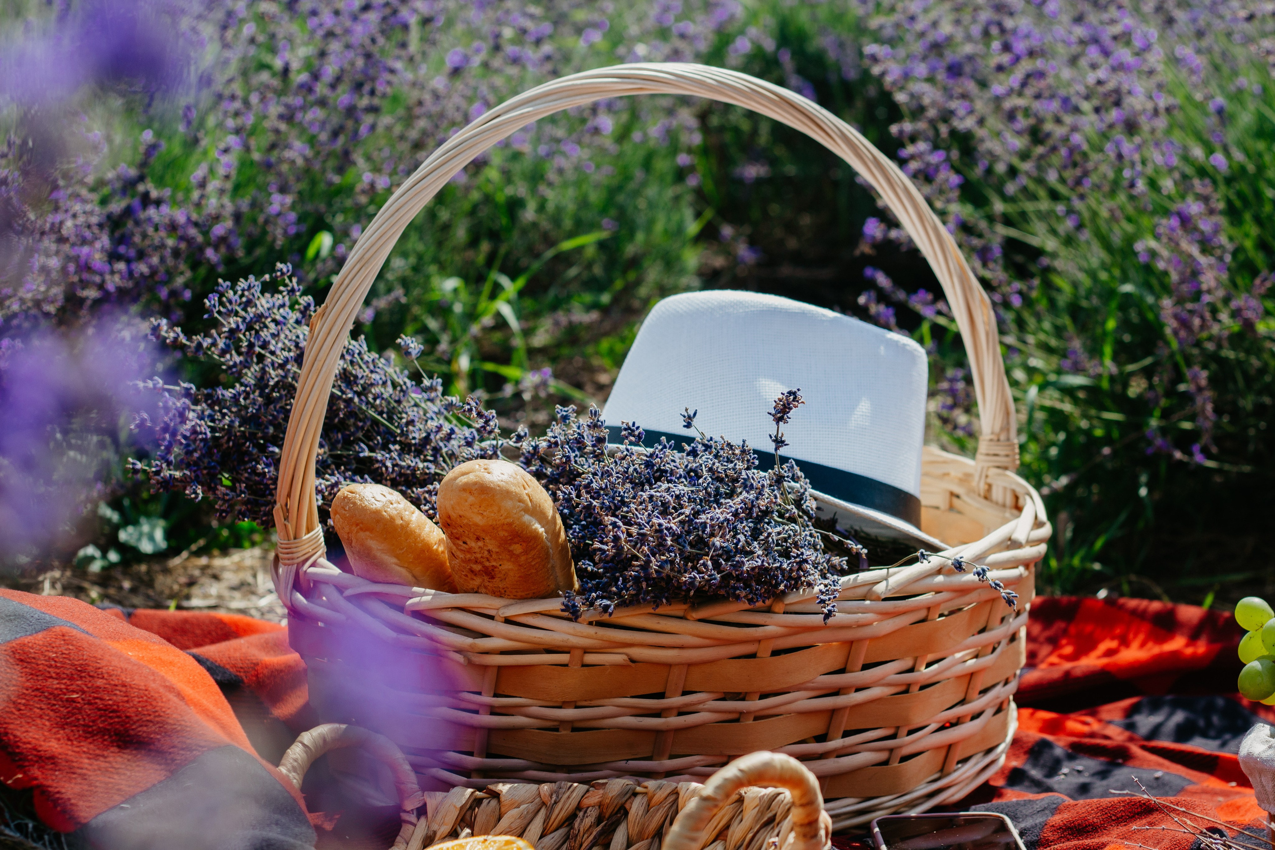 Лаванда. Главная