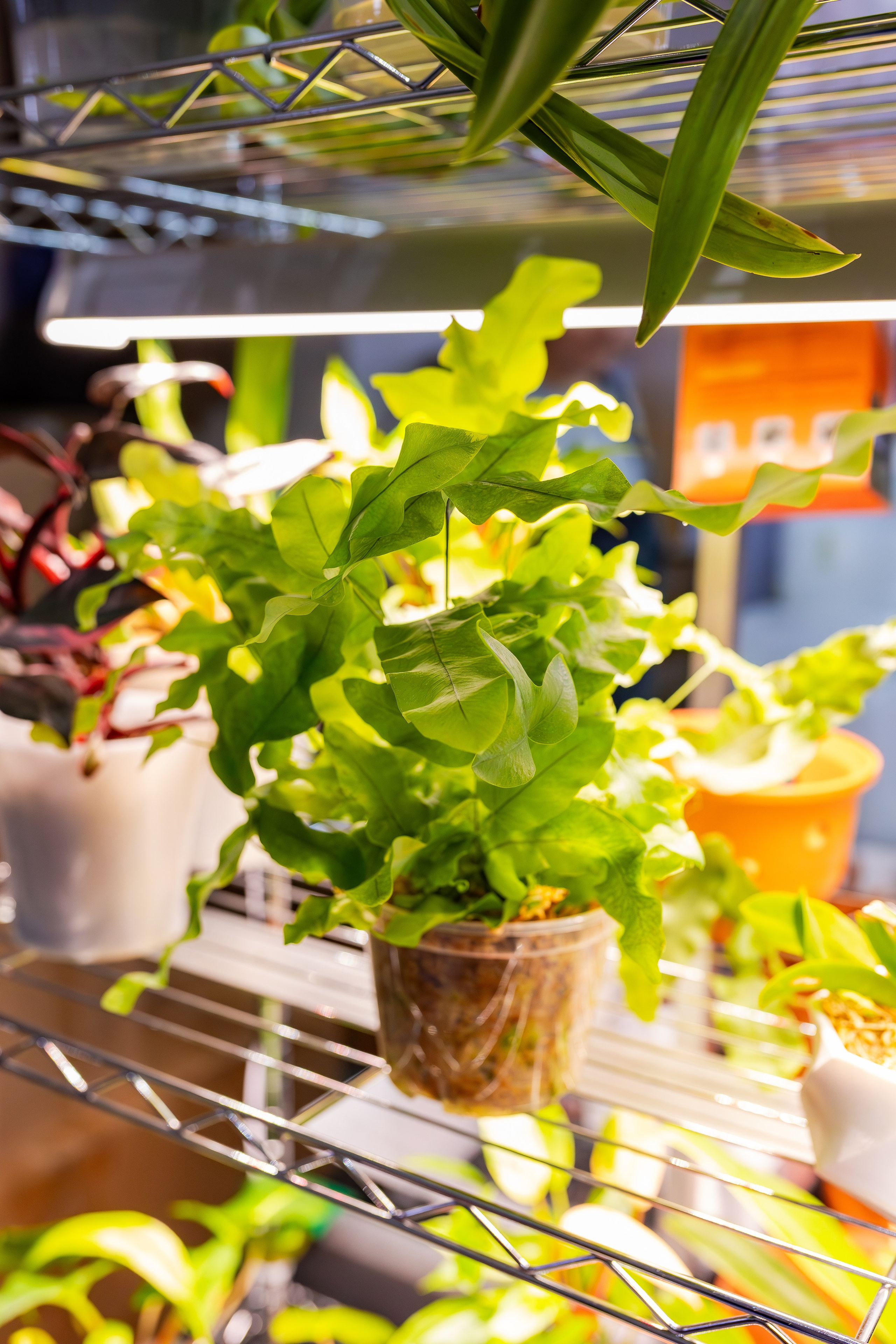 Орхидиум сентябрь 2025. Александра Куликова фотограф, Москва