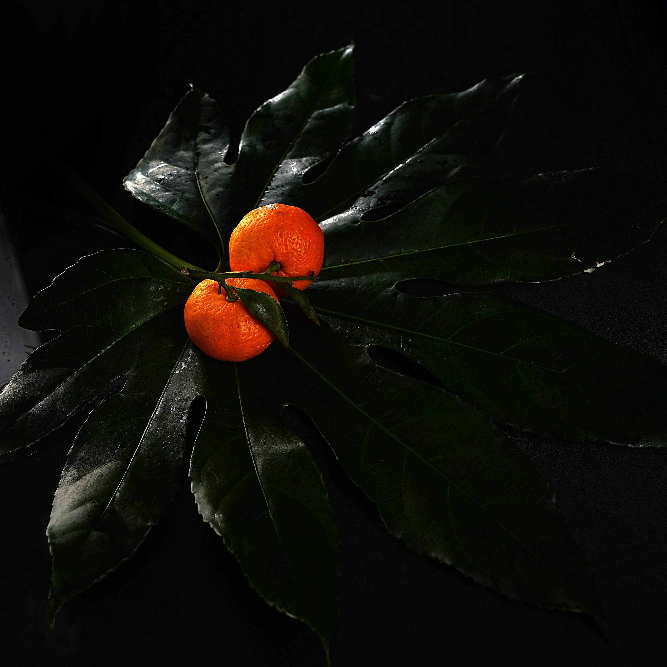 Предметная фотосъёмка. Фотограф, видеооператор Нина Коршунова