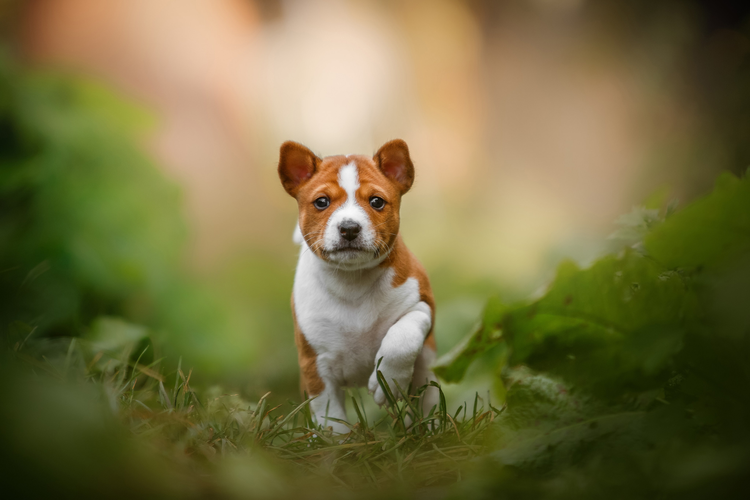 Анималистика. Репортажный фотограф Мария Мадзик