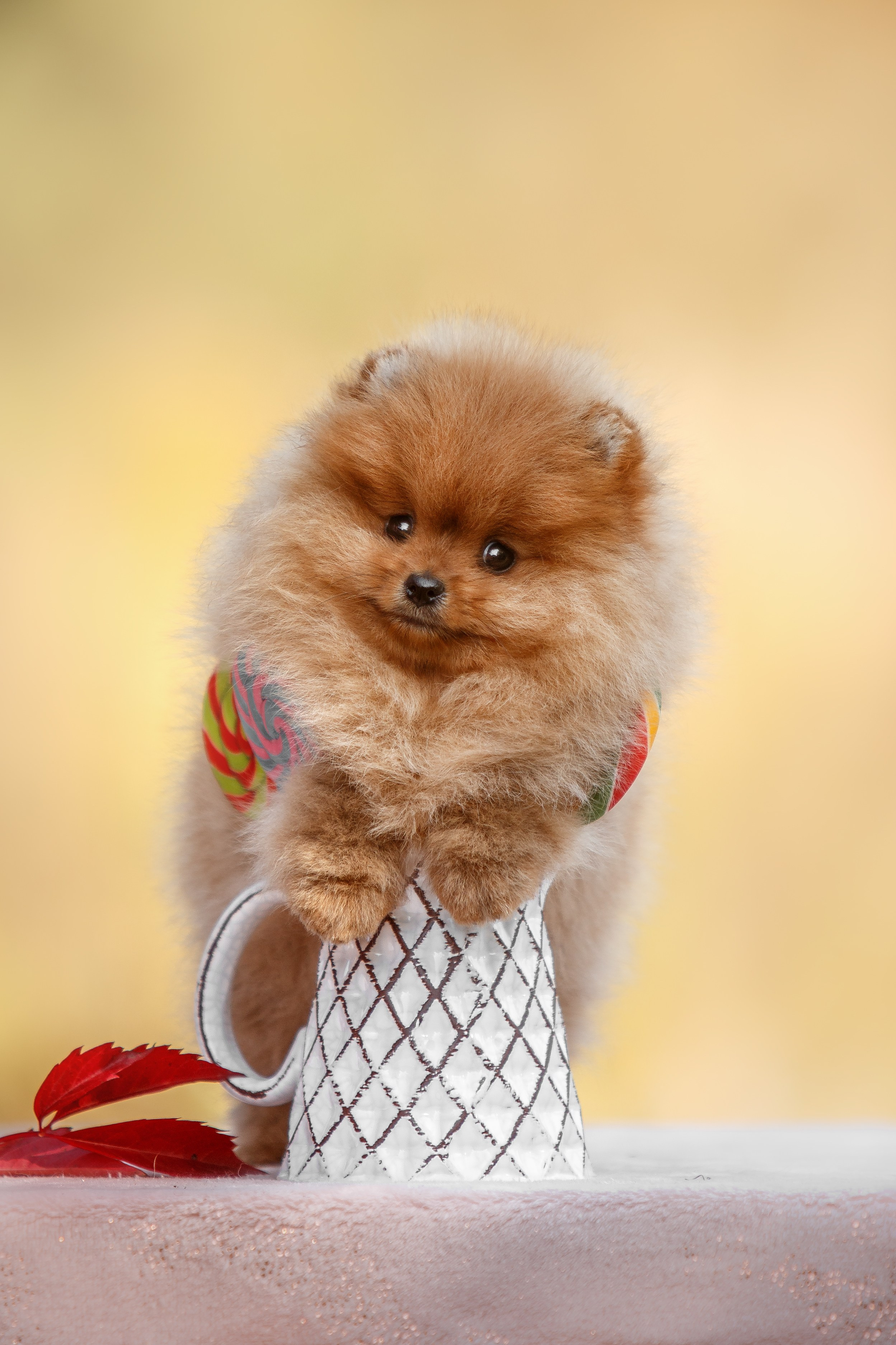 Анималистика. Репортажный фотограф Мария Мадзик