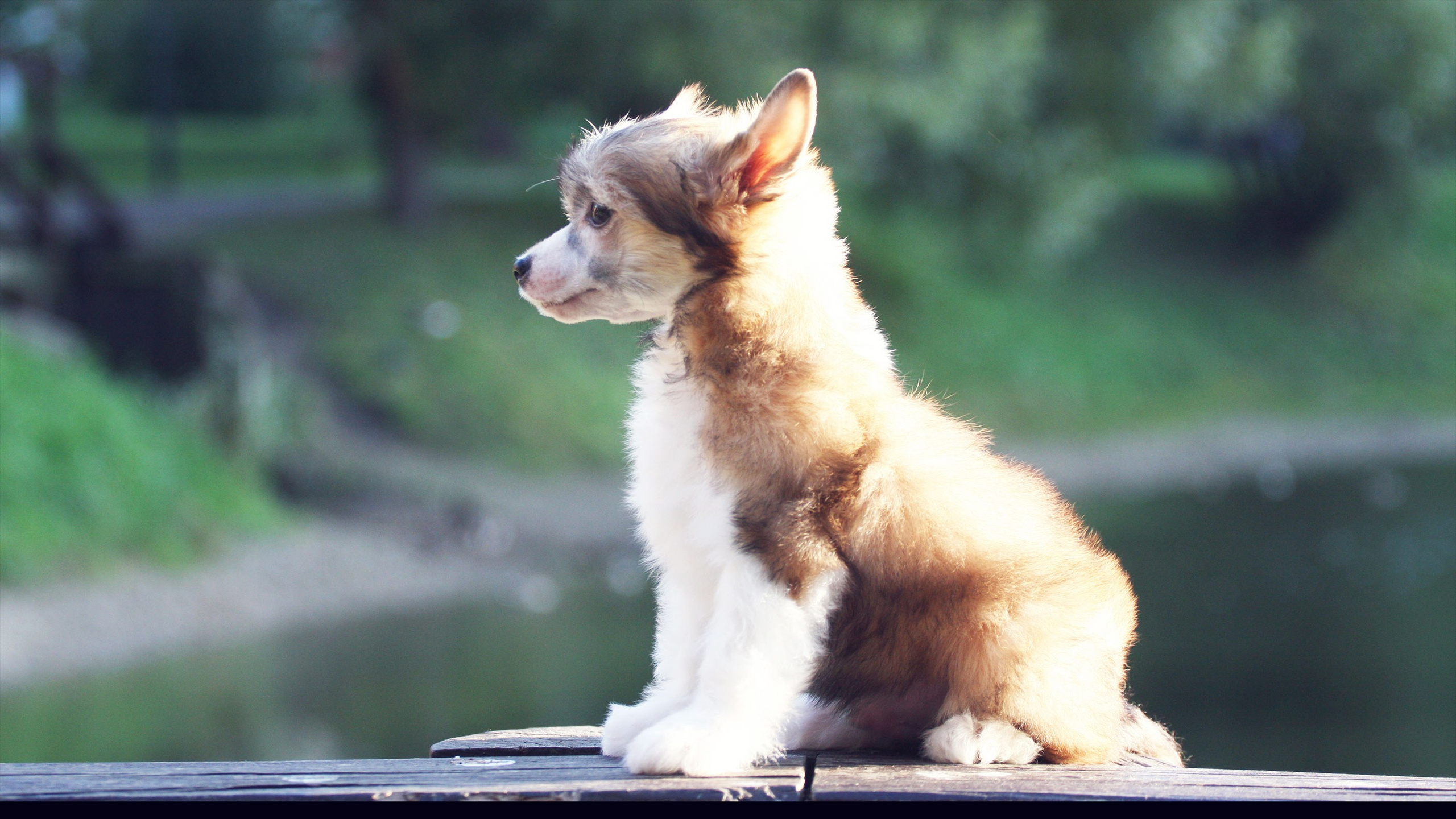 Litter C. Chinese Crested Dog Kennel Poale Ell