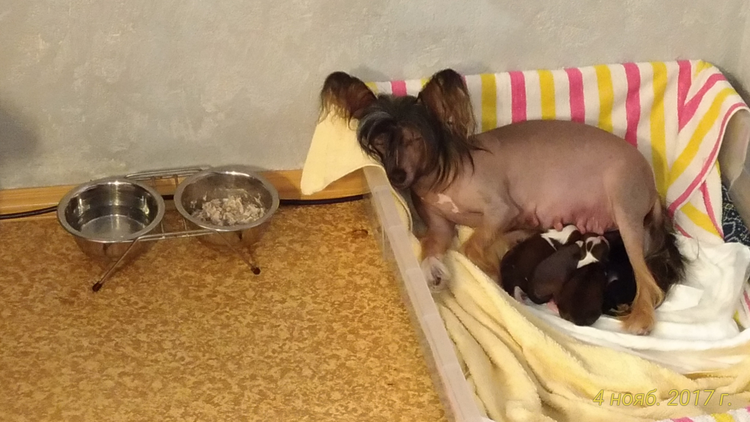 Litter B. Chinese Crested Dog Kennel Poale Ell