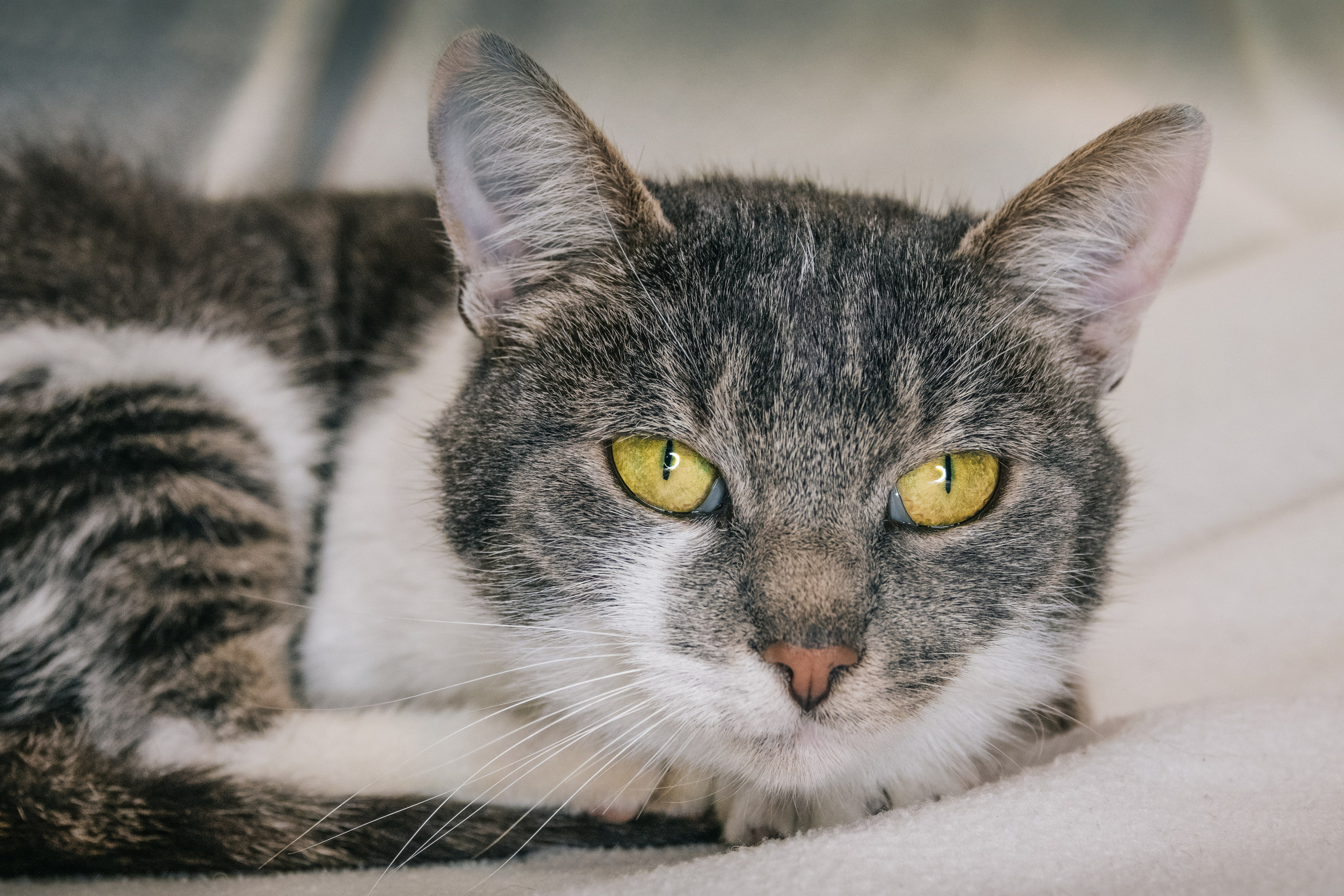 Кошка Машка ищет дом. Фотограф-анималист в Москве Юлия Лайхо