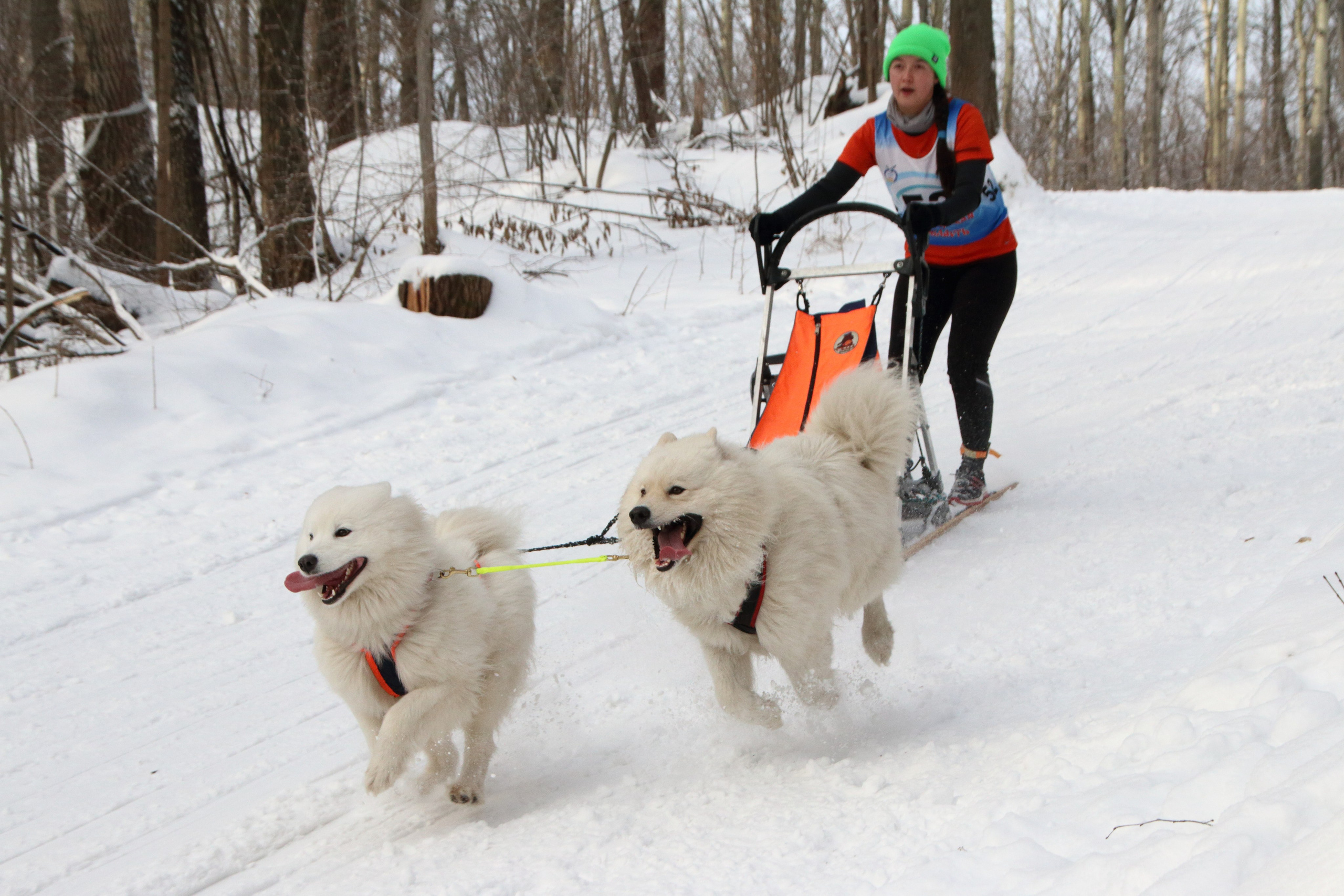 06.01.2020 Рождественские гонки на собаках. Фотообъединение Самарского областного отделения Союза журналистов России