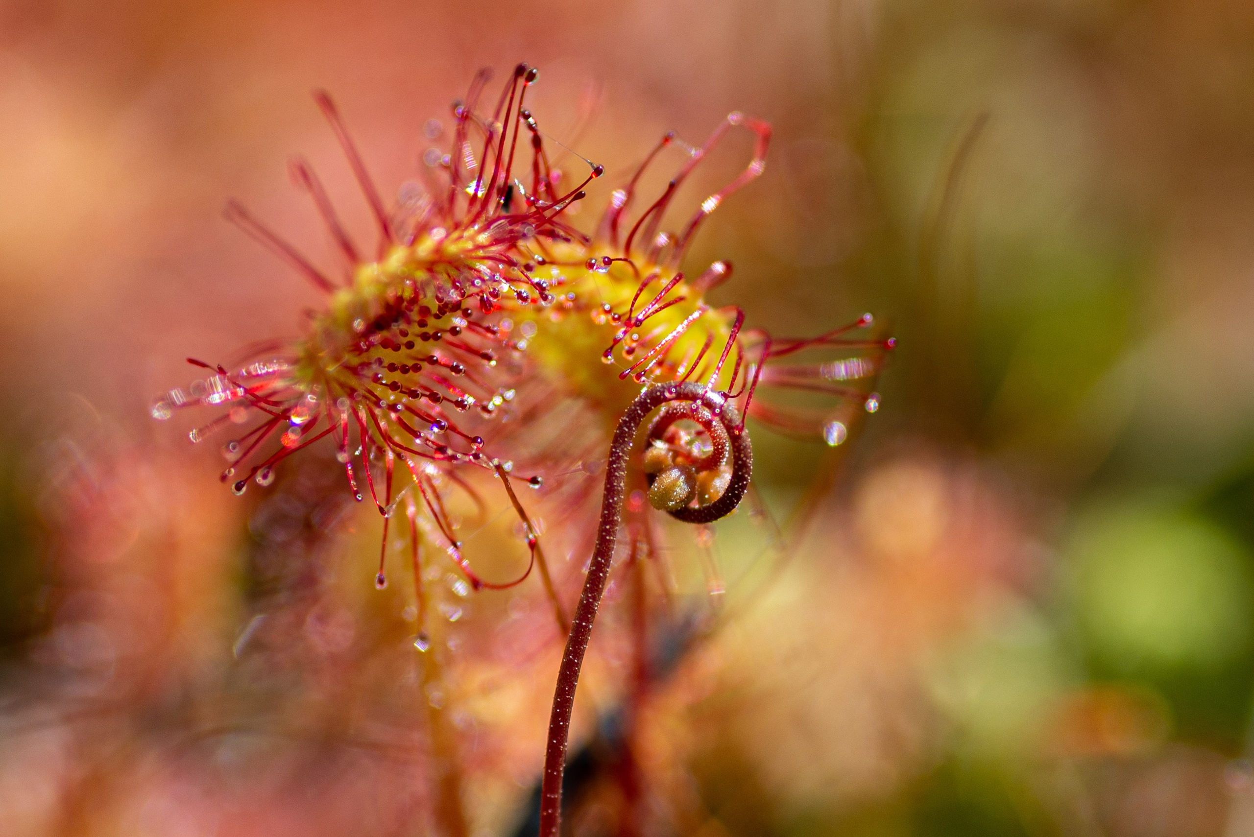 Фотопленэр — Подвальские террасы и болото. Фотообъединение Самарского областного отделения Союза журналистов России
