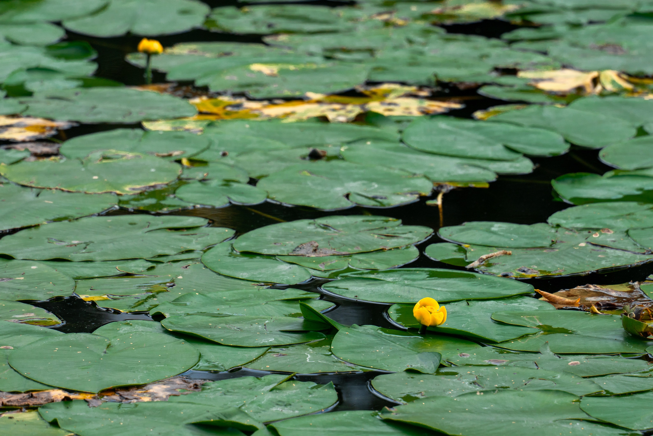 20250817 Измайлово. Дмитрий Ремизов. Фотография, как хобби