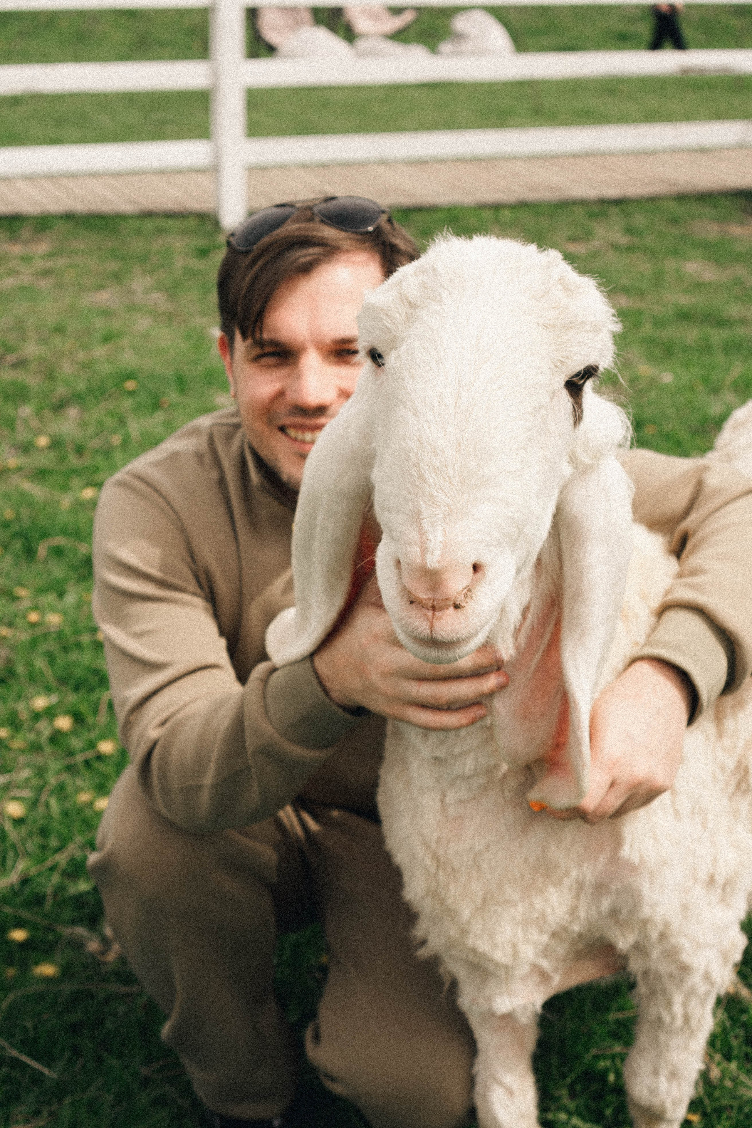 Ферма Альпак. Профессиональный фотограф, Санкт-Петербург — Виктория Богомолова