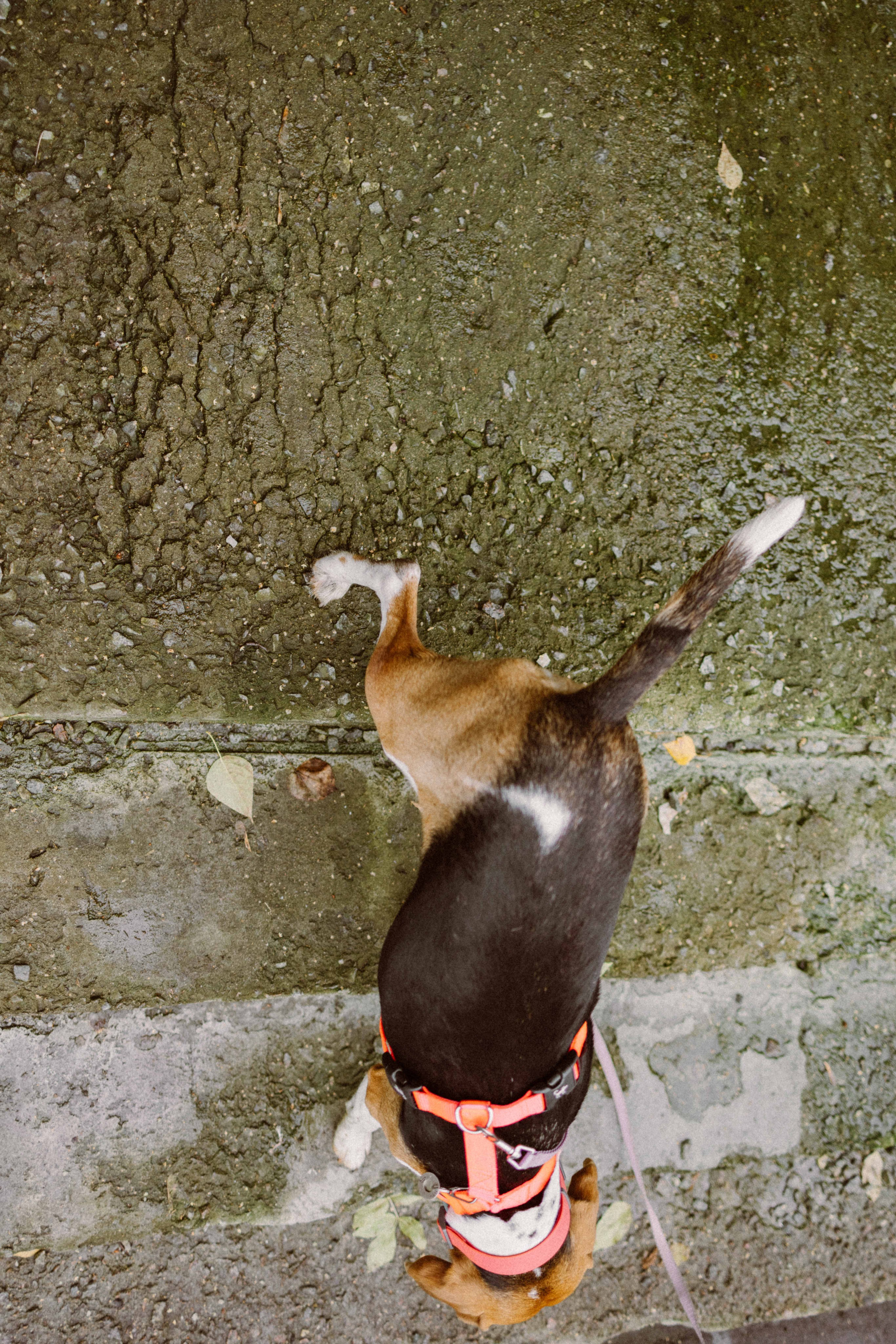 Света и Ива. Фотограф-анималист в Москве Лера Черноног