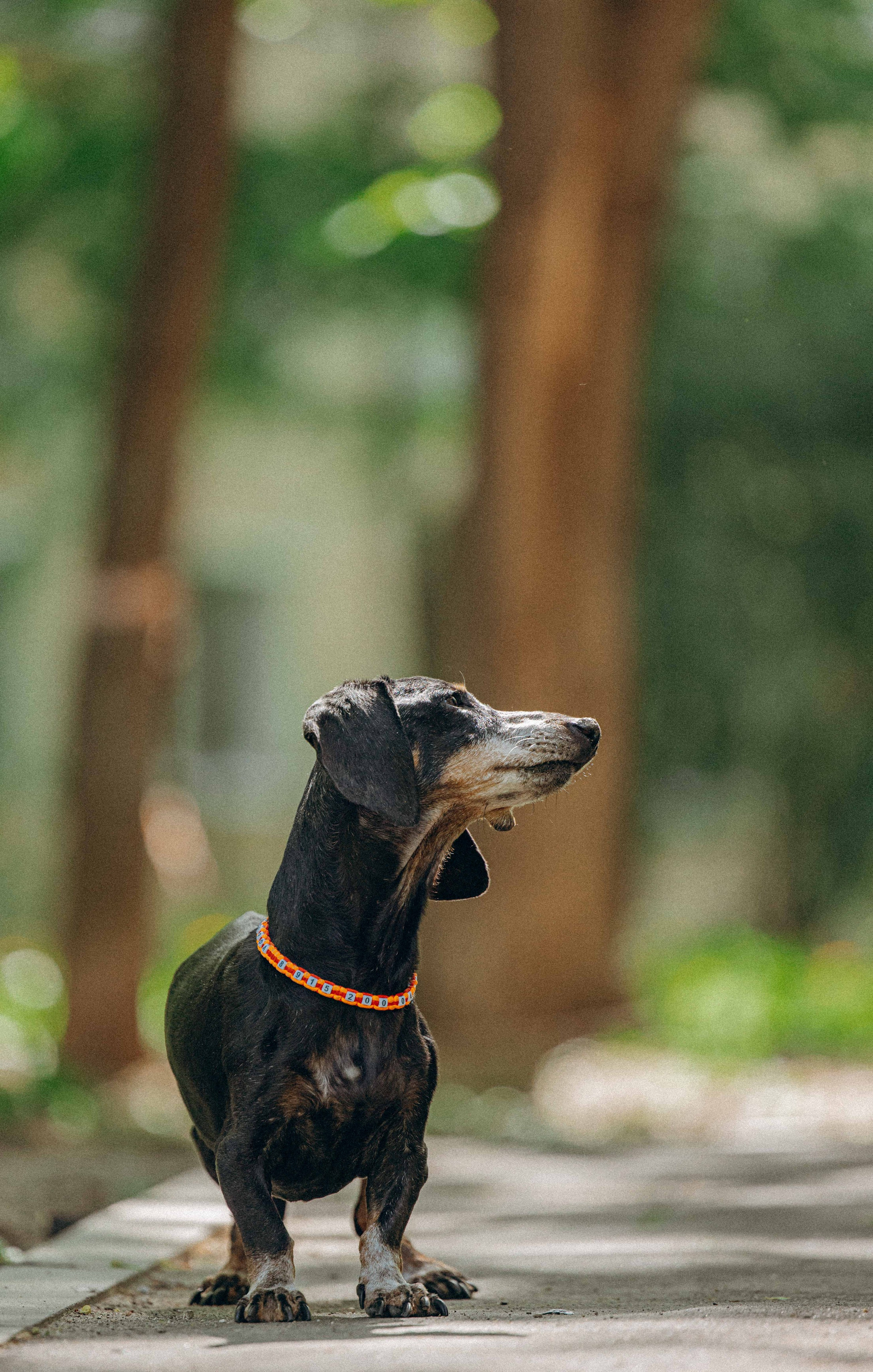 Наталья, Марфа и Норд. Фотограф-анималист в Москве Лера Черноног
