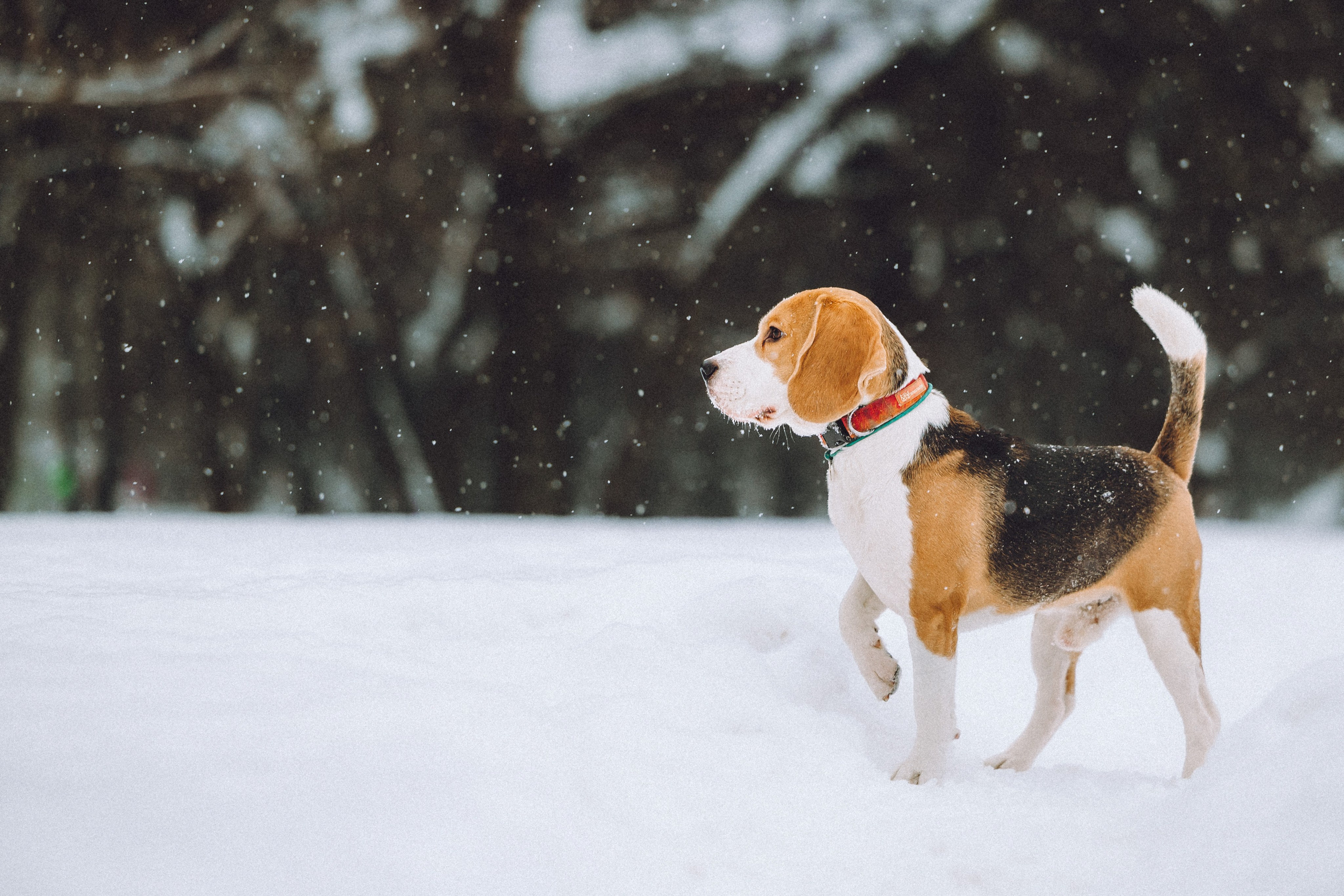 Роман, Портер и Коррес