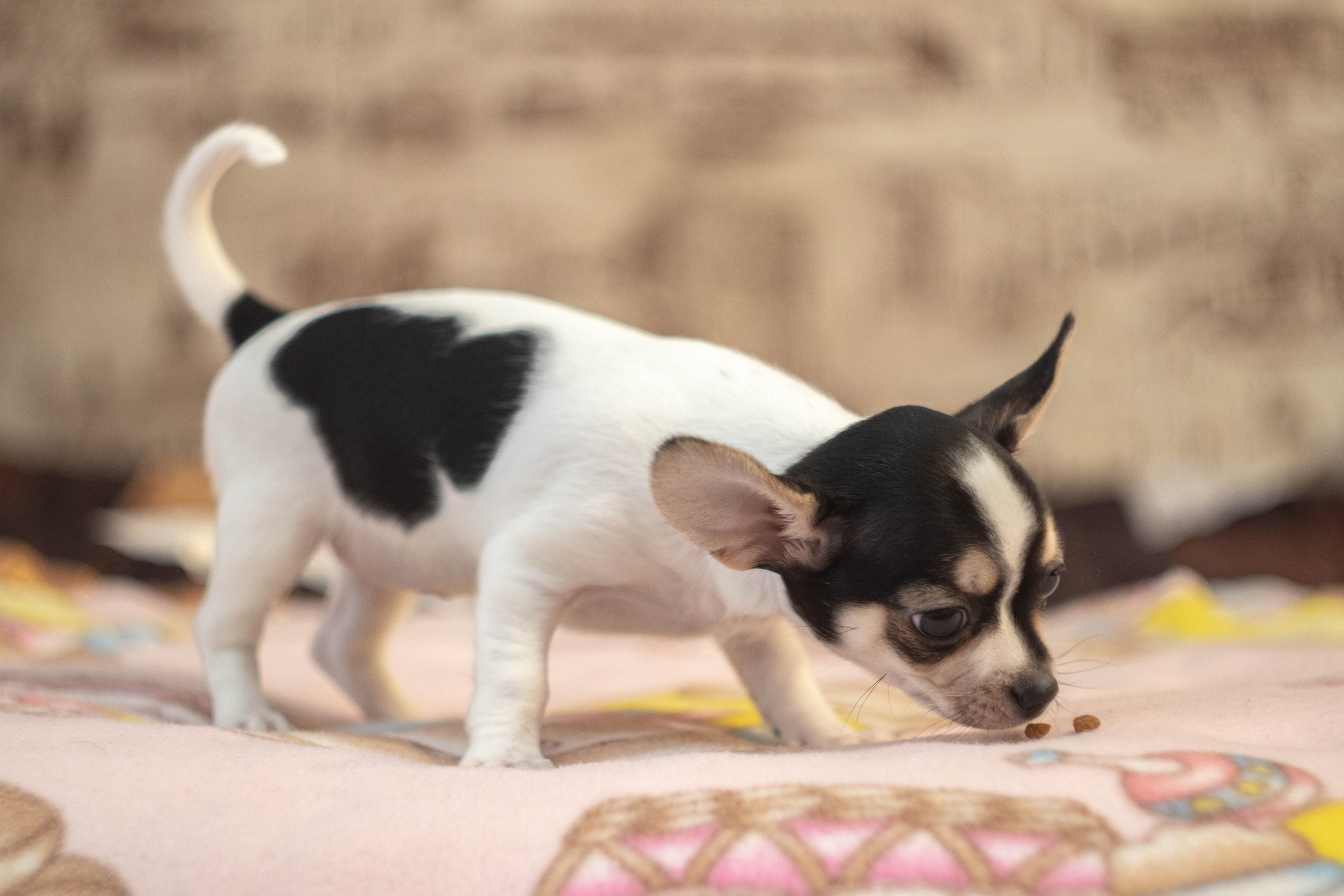 Собаки. Фотограф в Вязьме