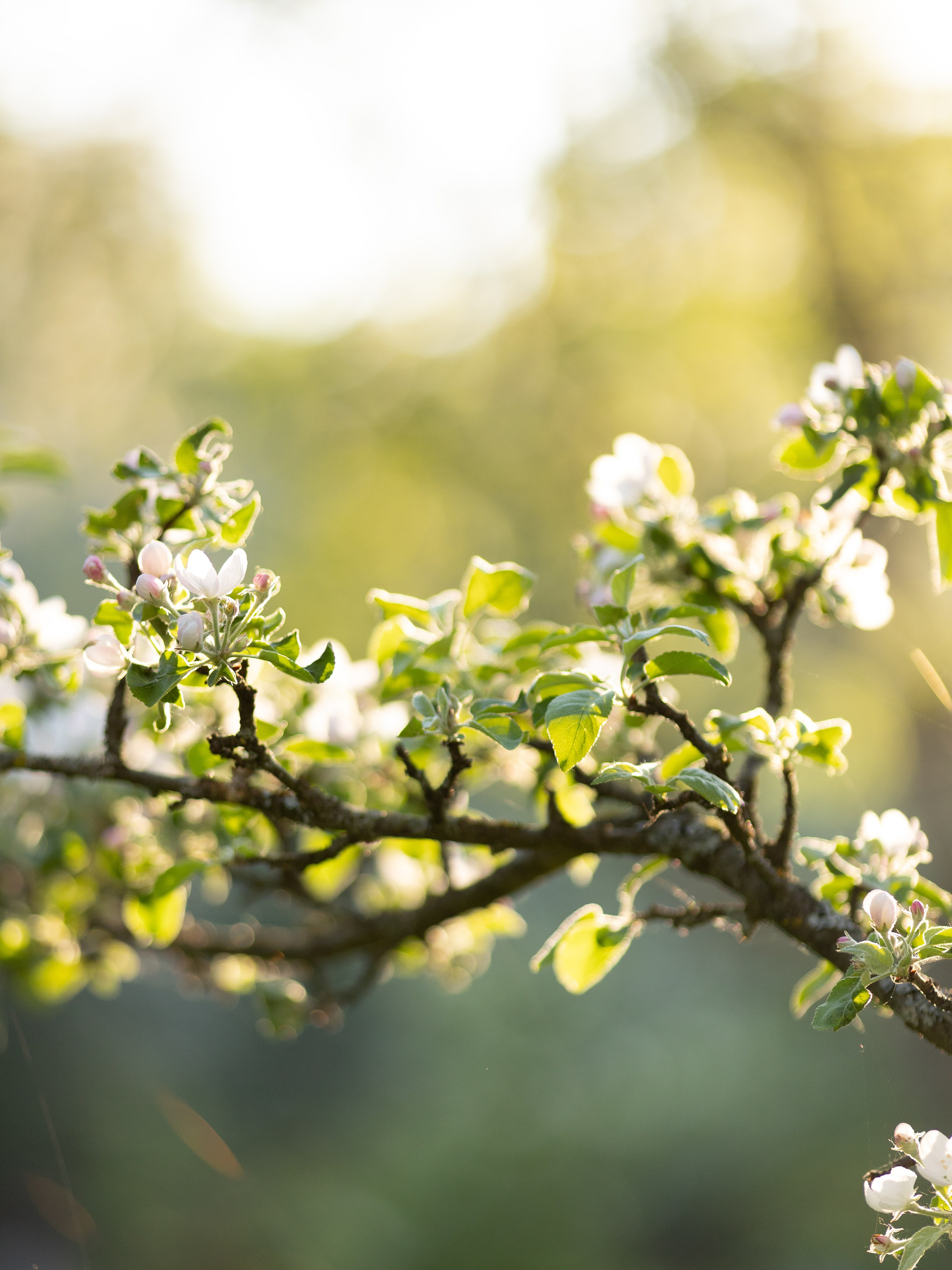 Виктория. Контент фотограф в Санкт-Петербурге Елена Кегель