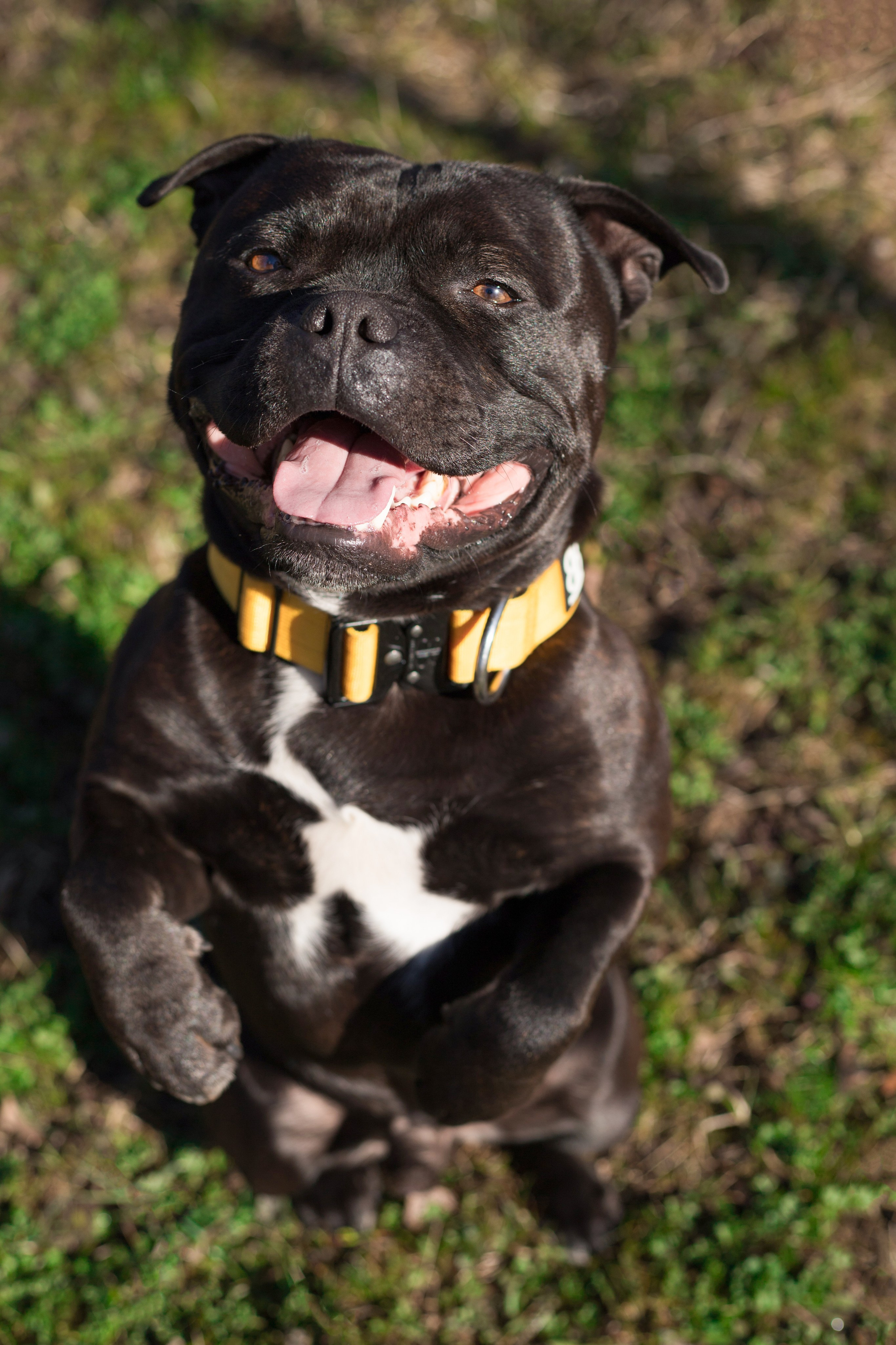 Портфолио. Фотограф-анималист Анна Леонтьева • Москва