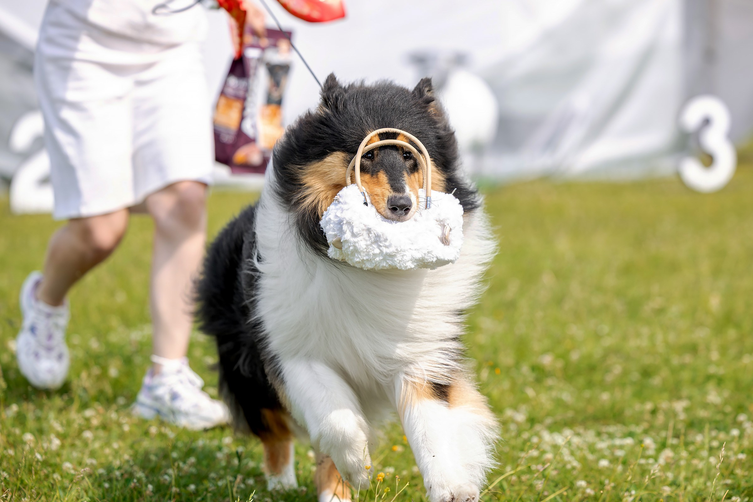 12 июня 2025, Выставка РКФ, Пермский край. Htykk_photo