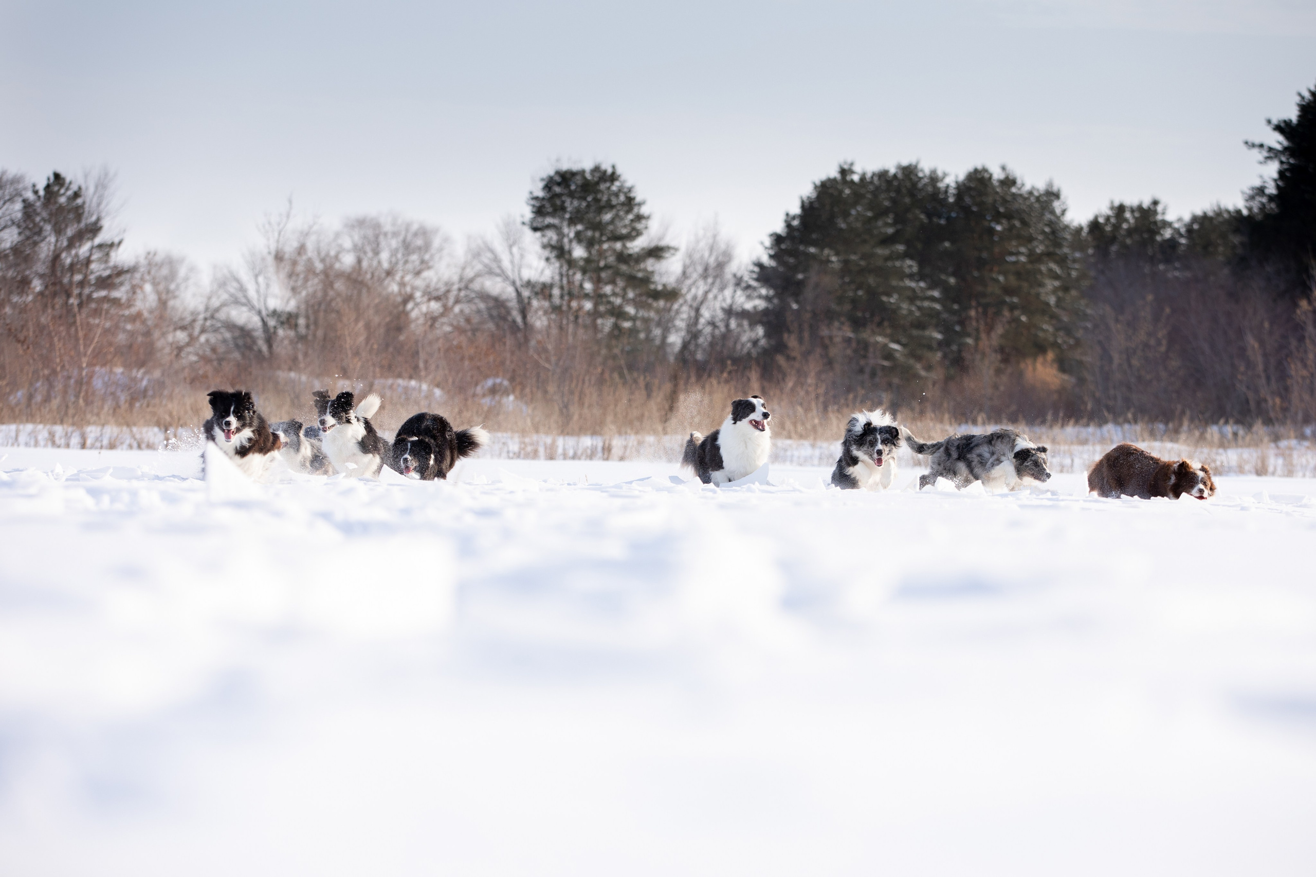 Мороз и солнце. О нас