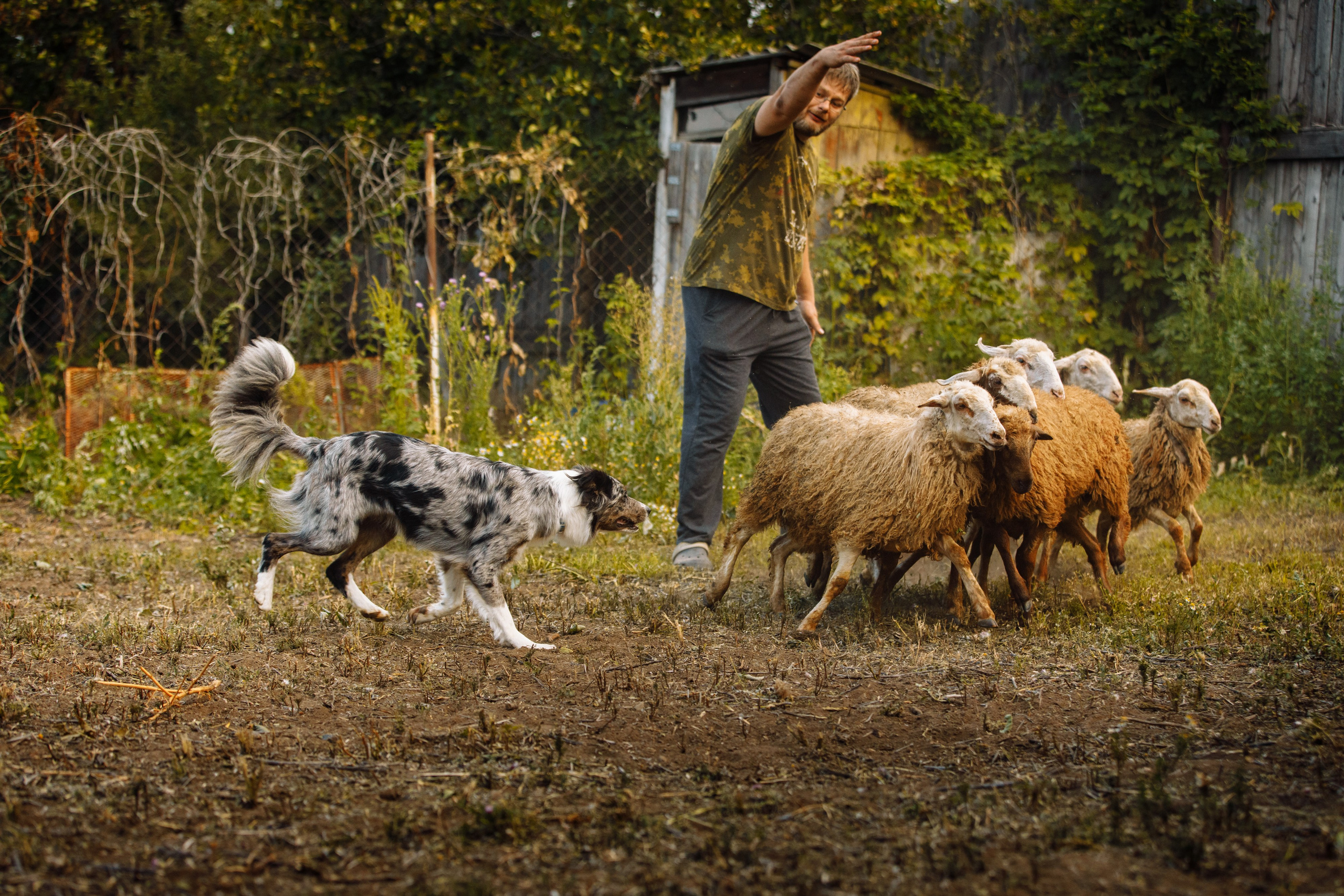 Овечий день. О нас