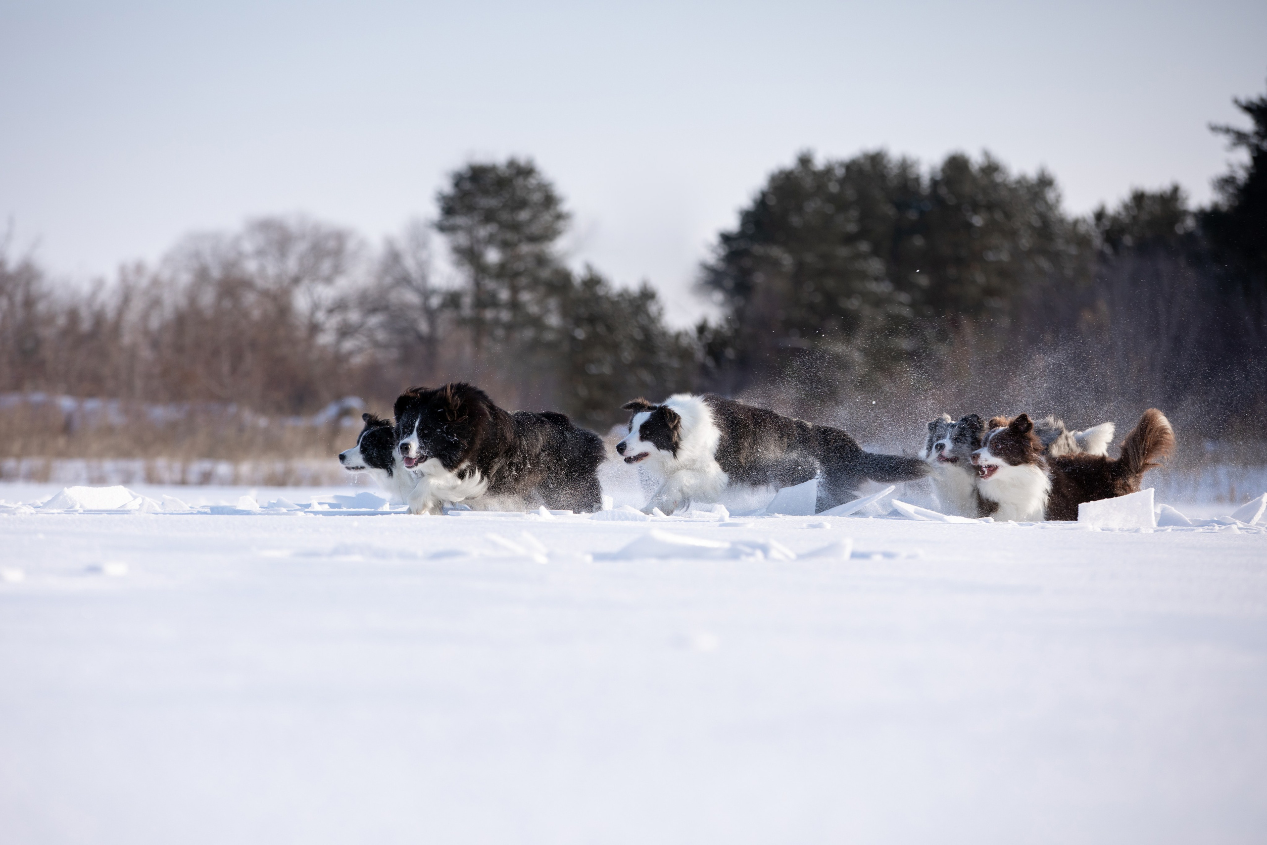 Мороз и солнце. О нас