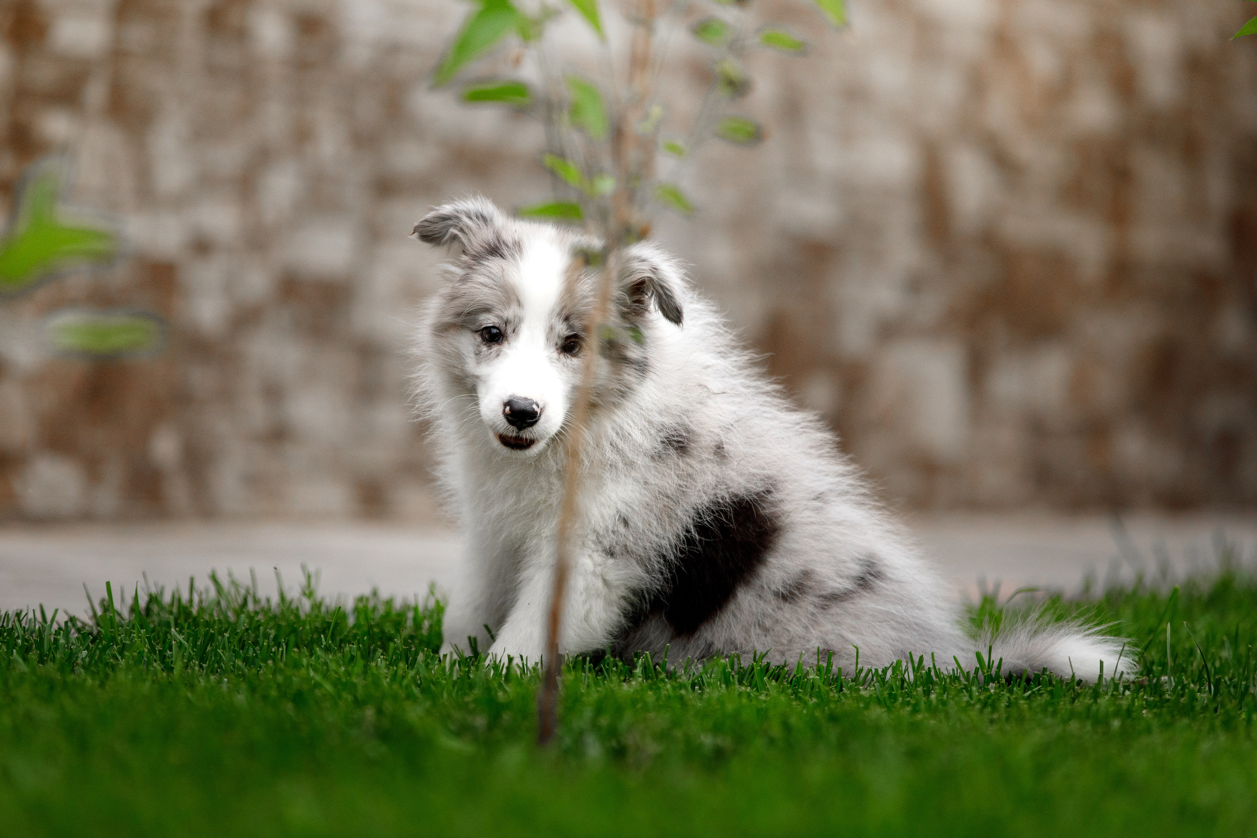 Болтовня в саду. О нас