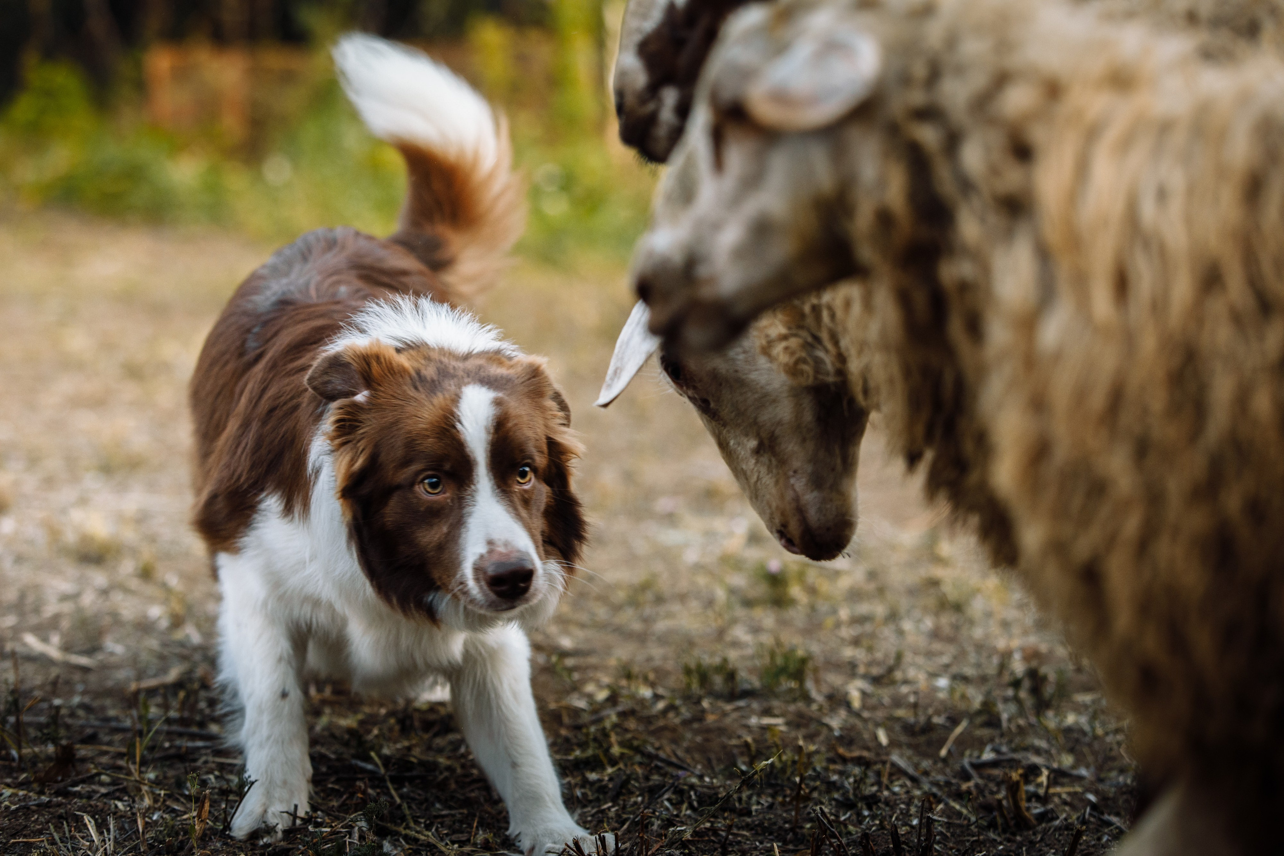 Овечий день. О нас