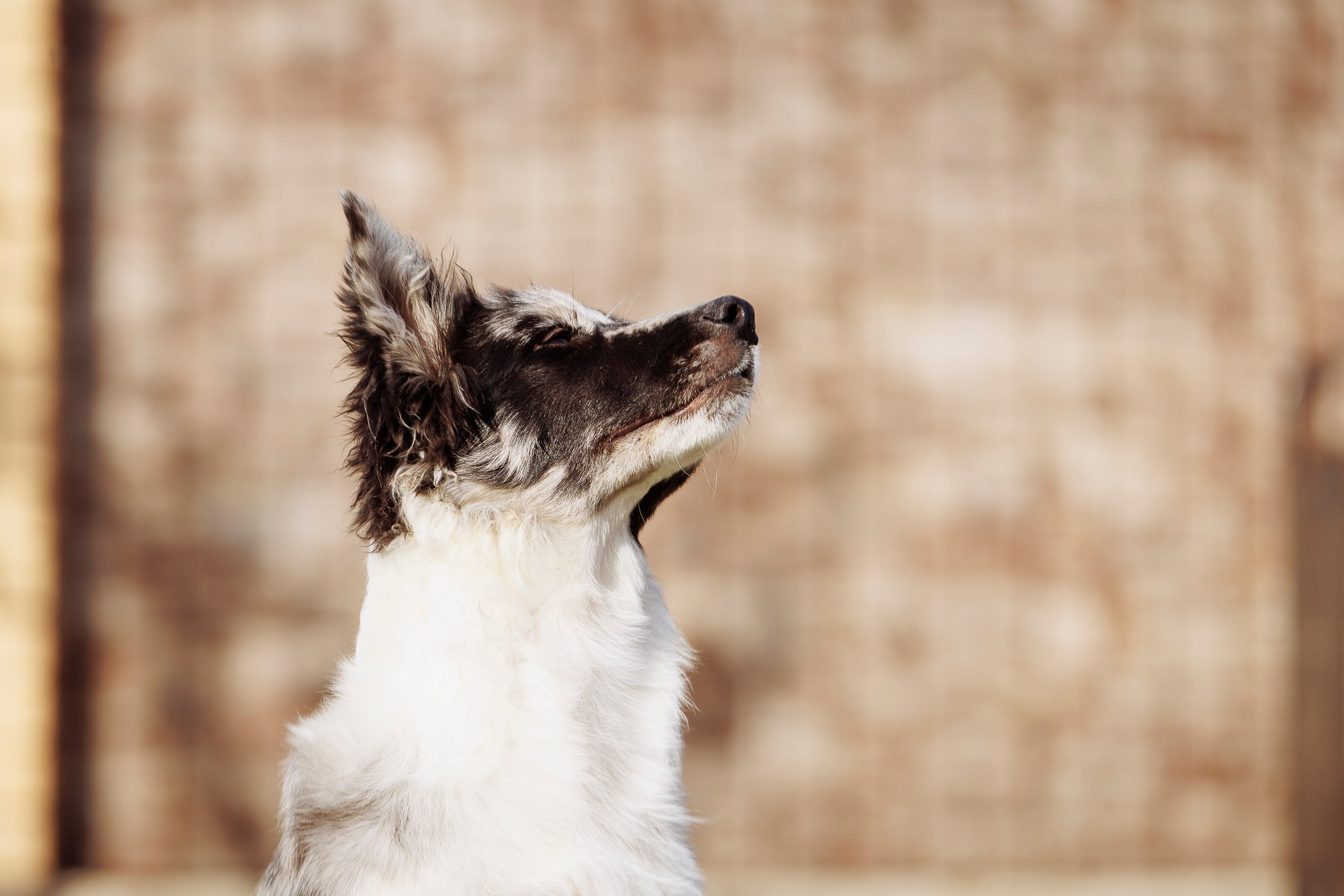 У дома с большой компанией от мала до велика. О нас
