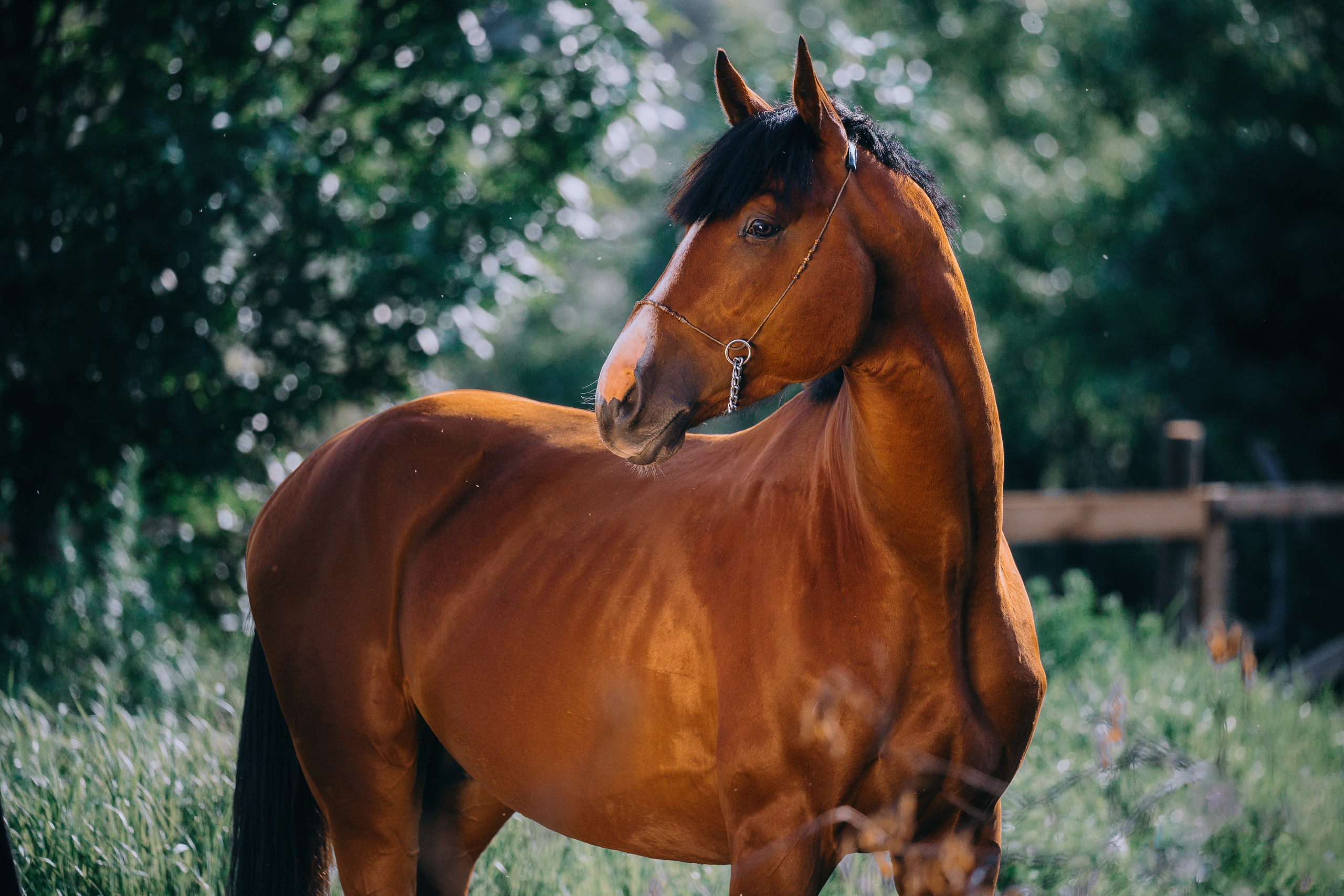 На природе. Фотограф-анималист Ксендзова Кристина