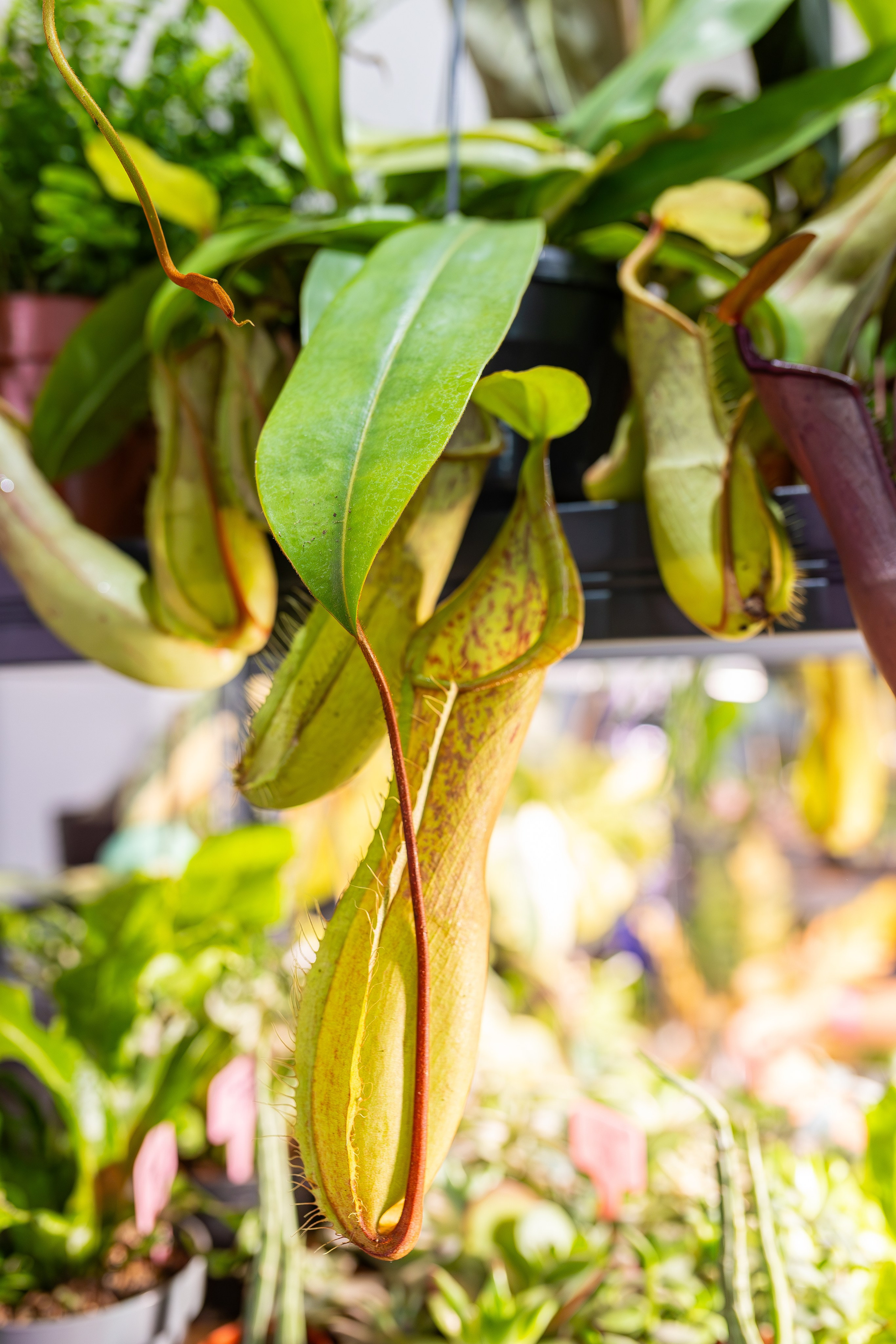 Монстериум апрель 2026. Александра Куликова фотограф, Москва