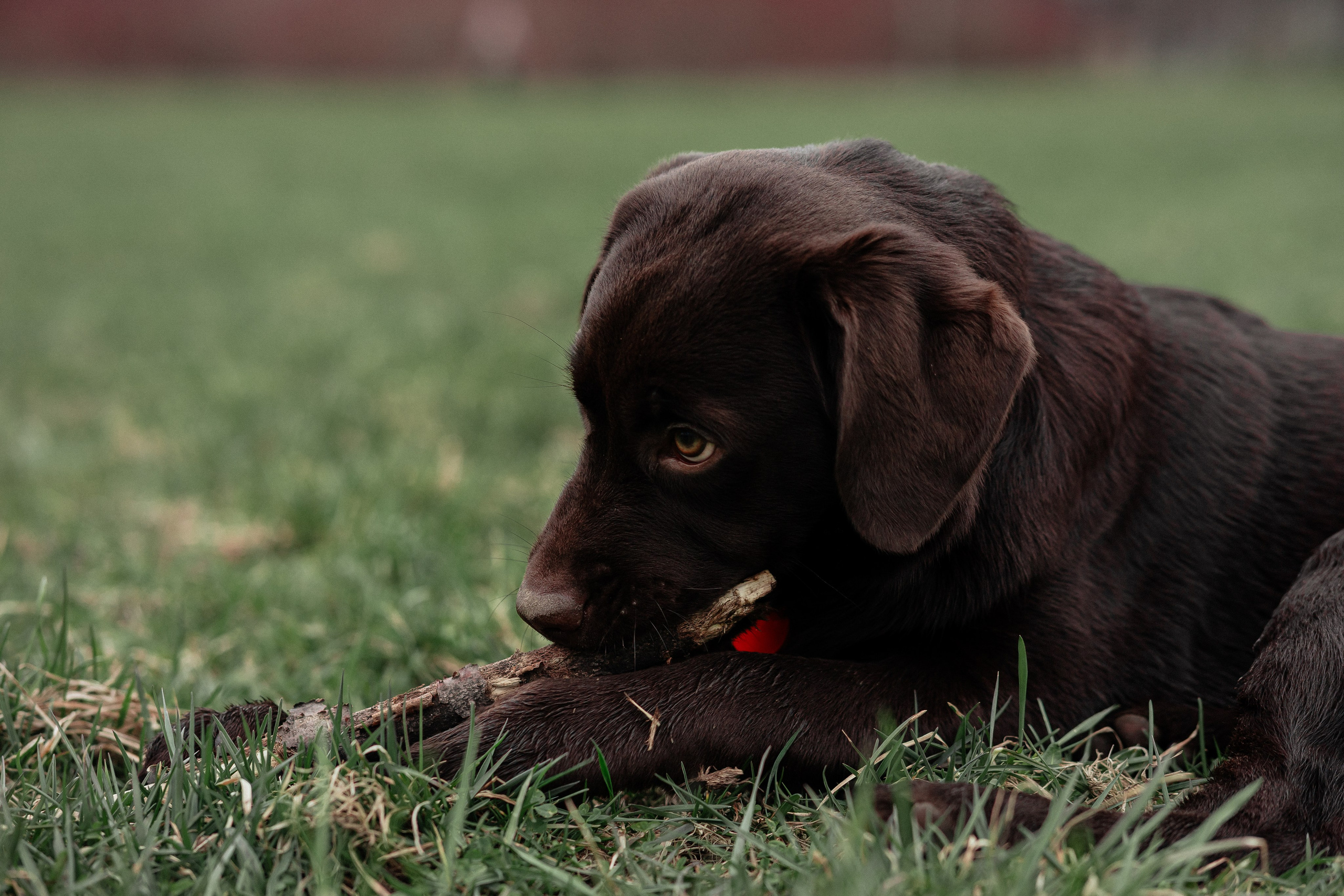 Ника и Ричи. Фотограф в Санкт-Петербурге Алёна Губинская