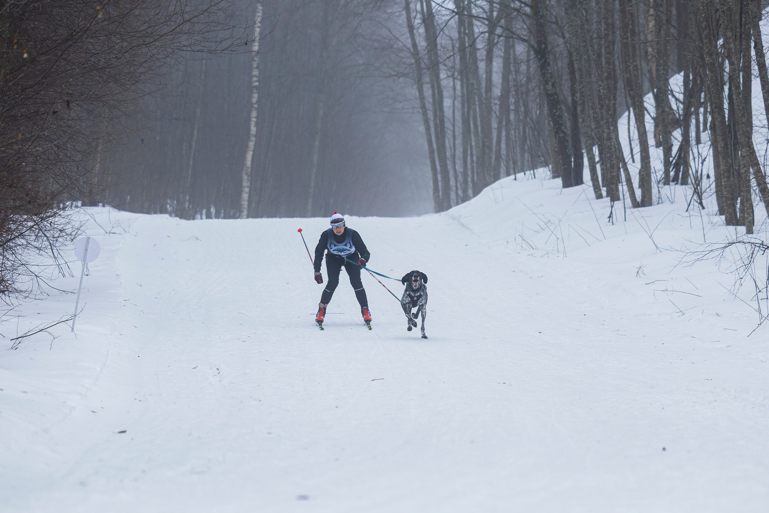 Зимний Чемпионат Санкт-Петербурга по ездовому спорту. Фотограф-анималист Анна Маринич