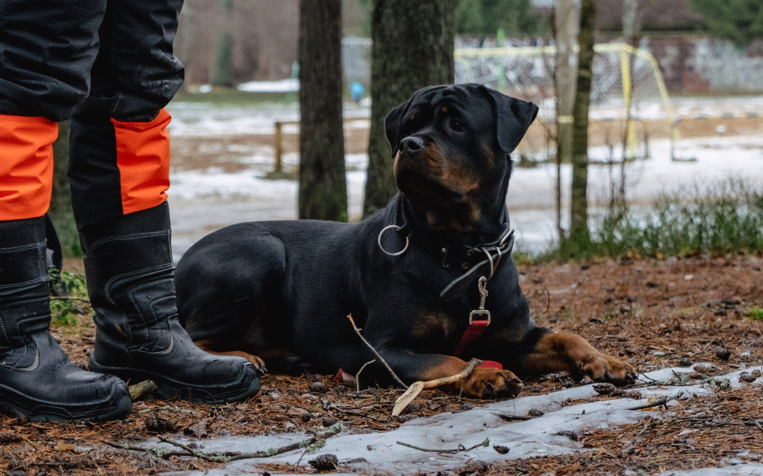 Фотосессии Пушистиков. Фотограф в Санкт-Петербурге Виктория Барышникова