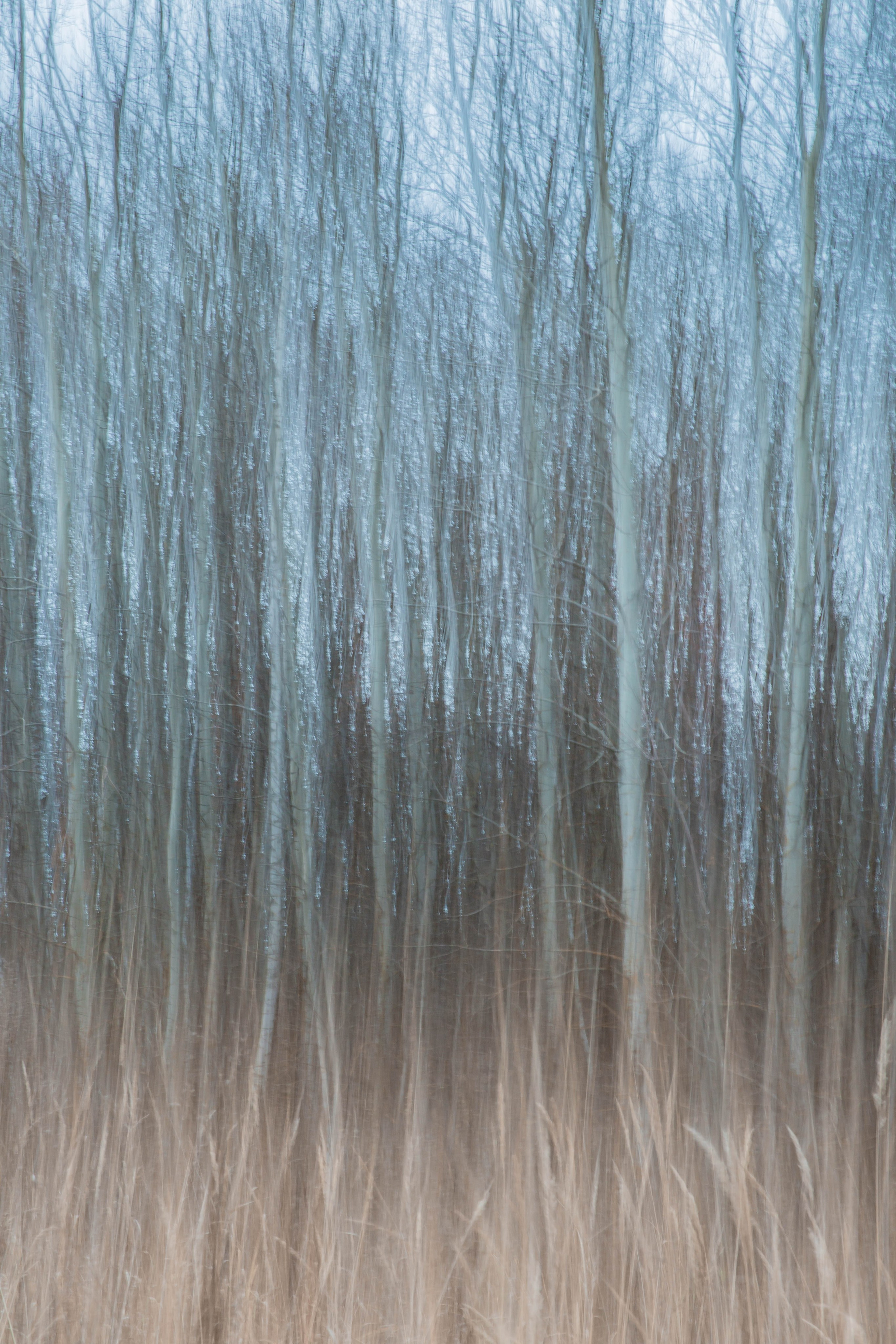 ИГГДРАСИЛЬ, 2025-2026. АННА ВЕРСО / ANNA VERSO | Визуальный художник / Visual artist