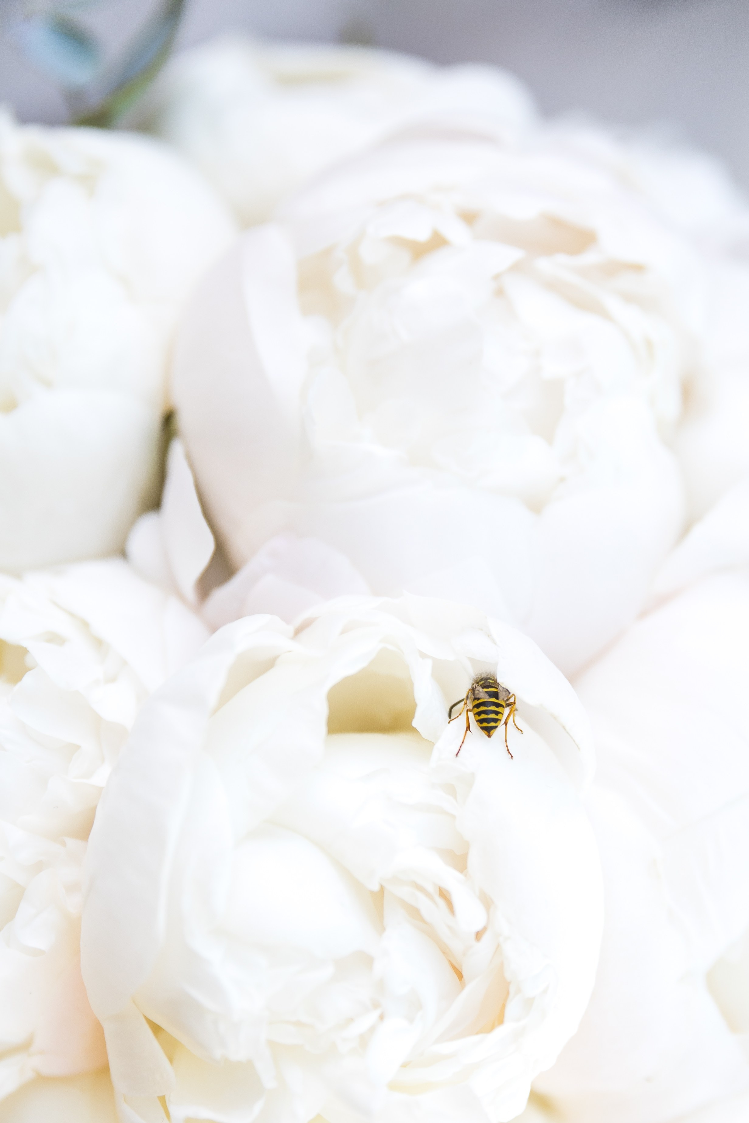 Роман и Елена. Фотограф FOTOBANKA