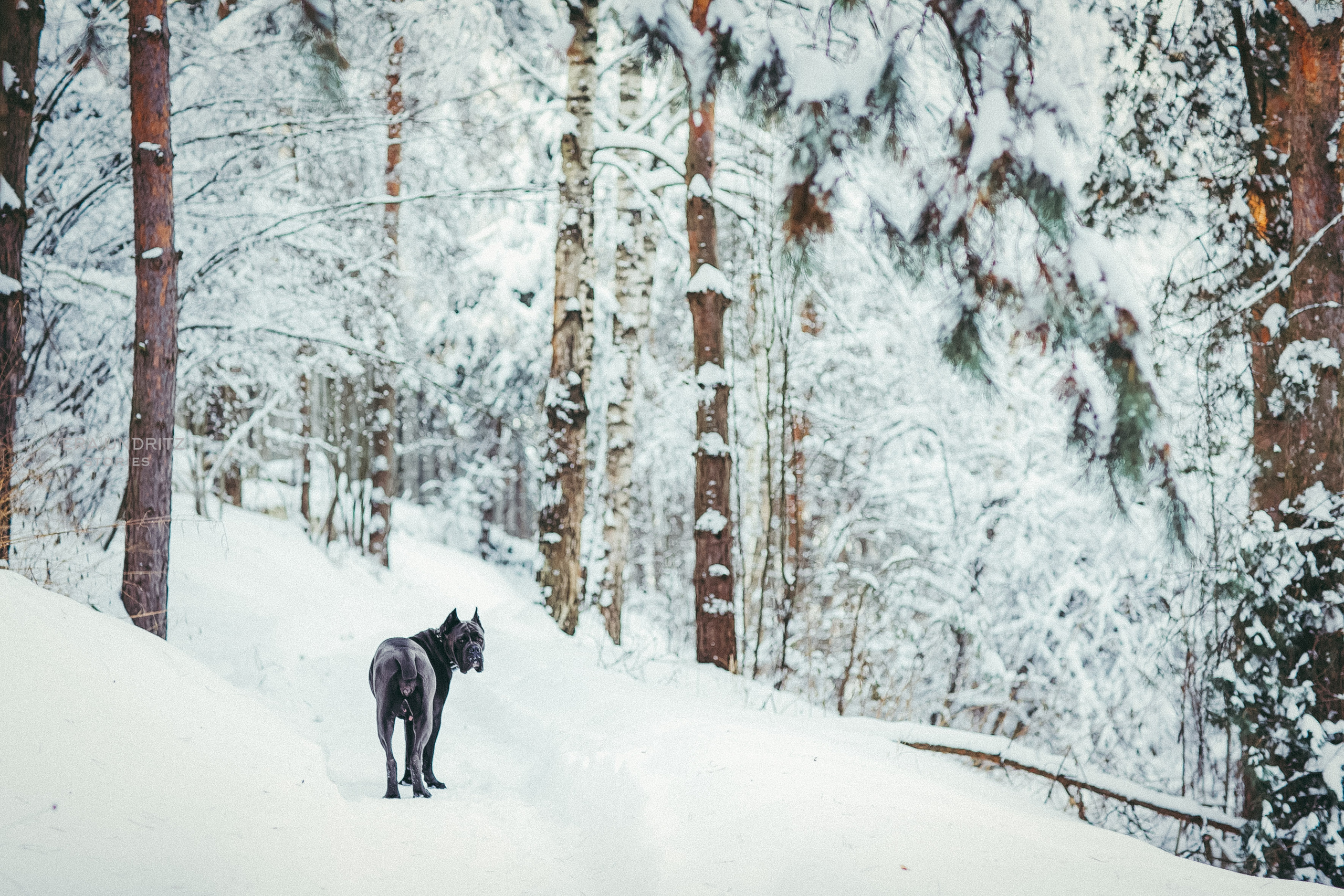 Irina Ortman and Nimba. Вера Ундриц/Vera Undritz, celebrity фотограф, Москва