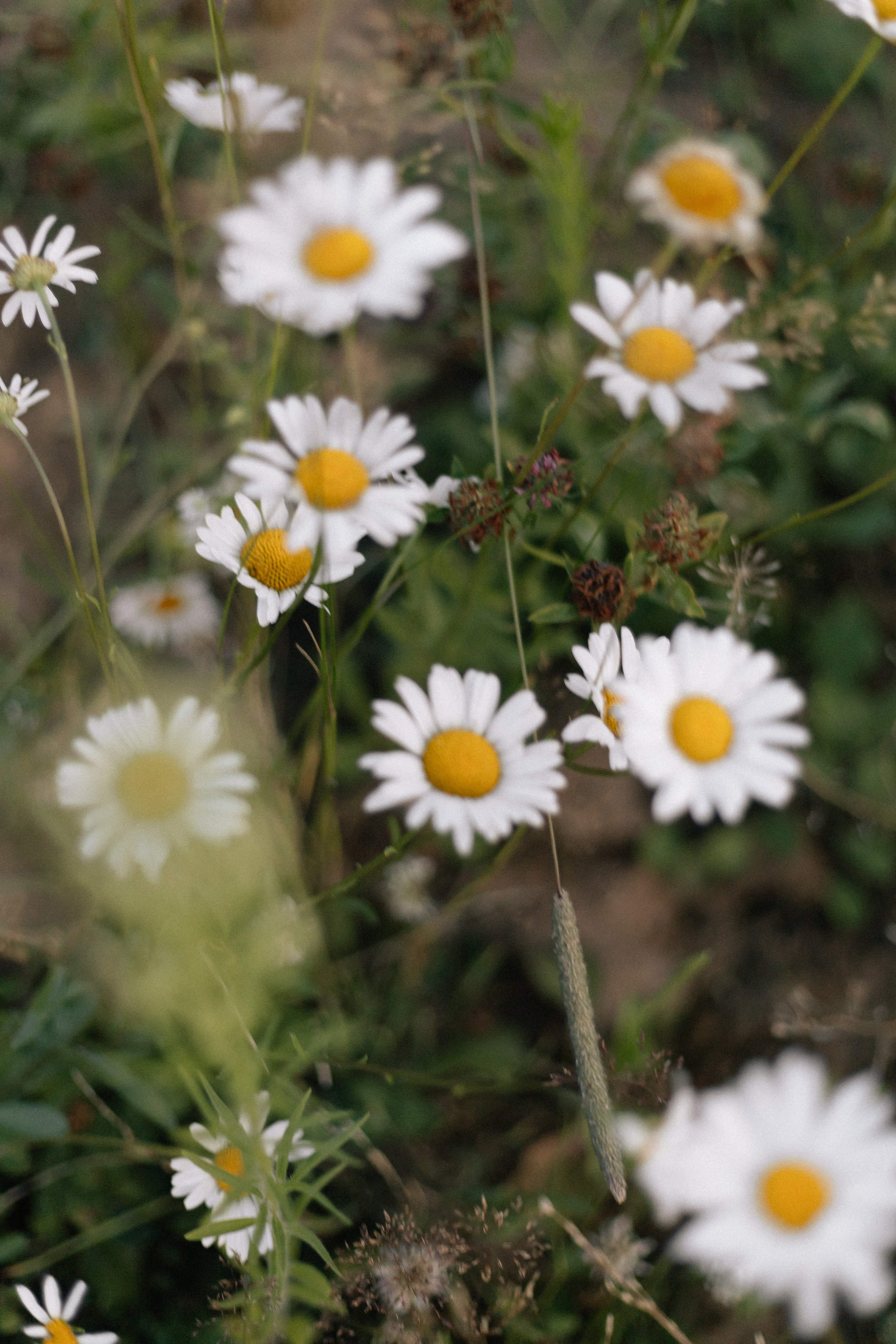 В ромашках — Алена. Свадебный фотограф в Нижнем Новгороде Генеральская Ира