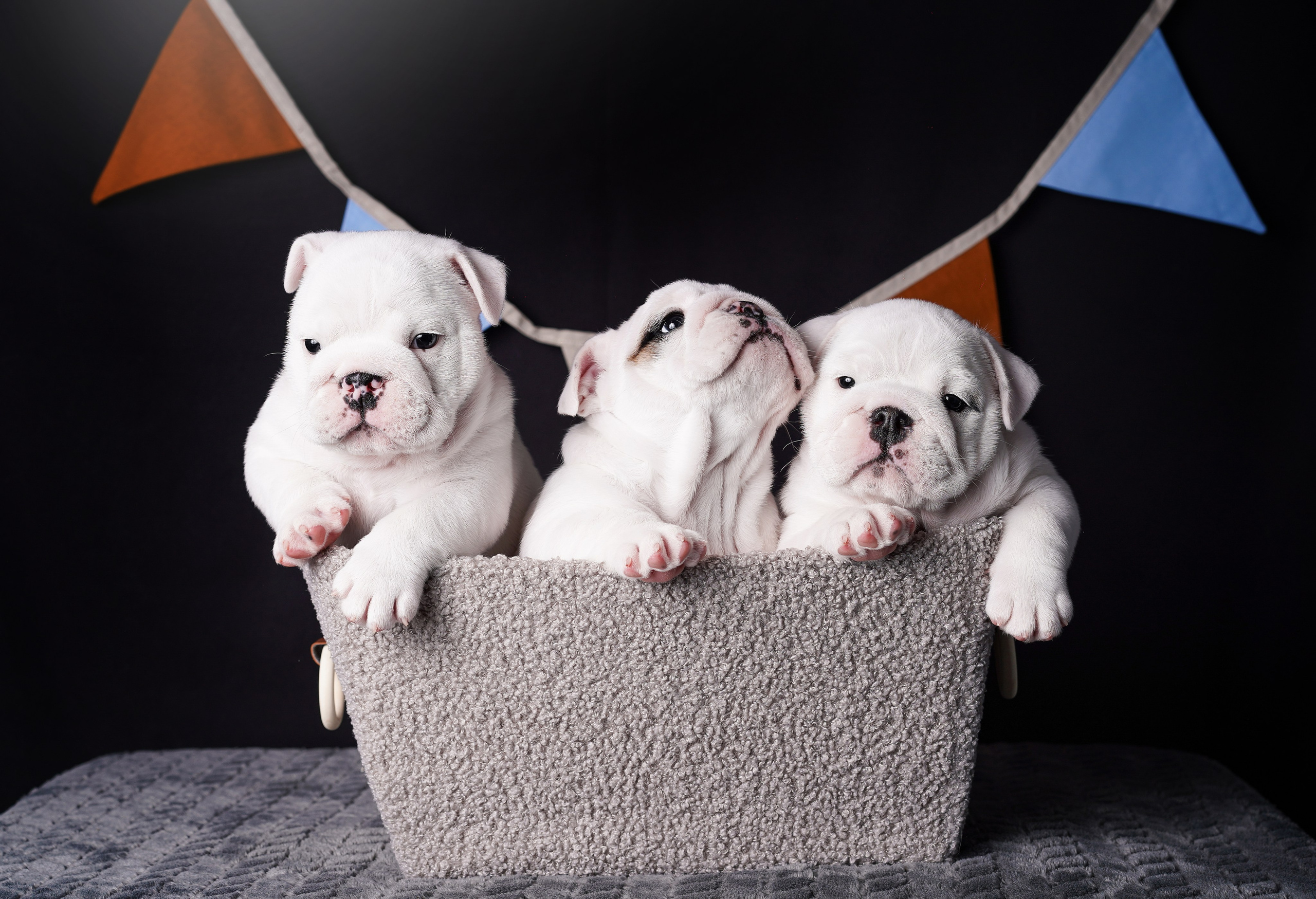 Щенки бульдога. Фотограф-анималист в Санкт-Петербурге Яна Мартынова