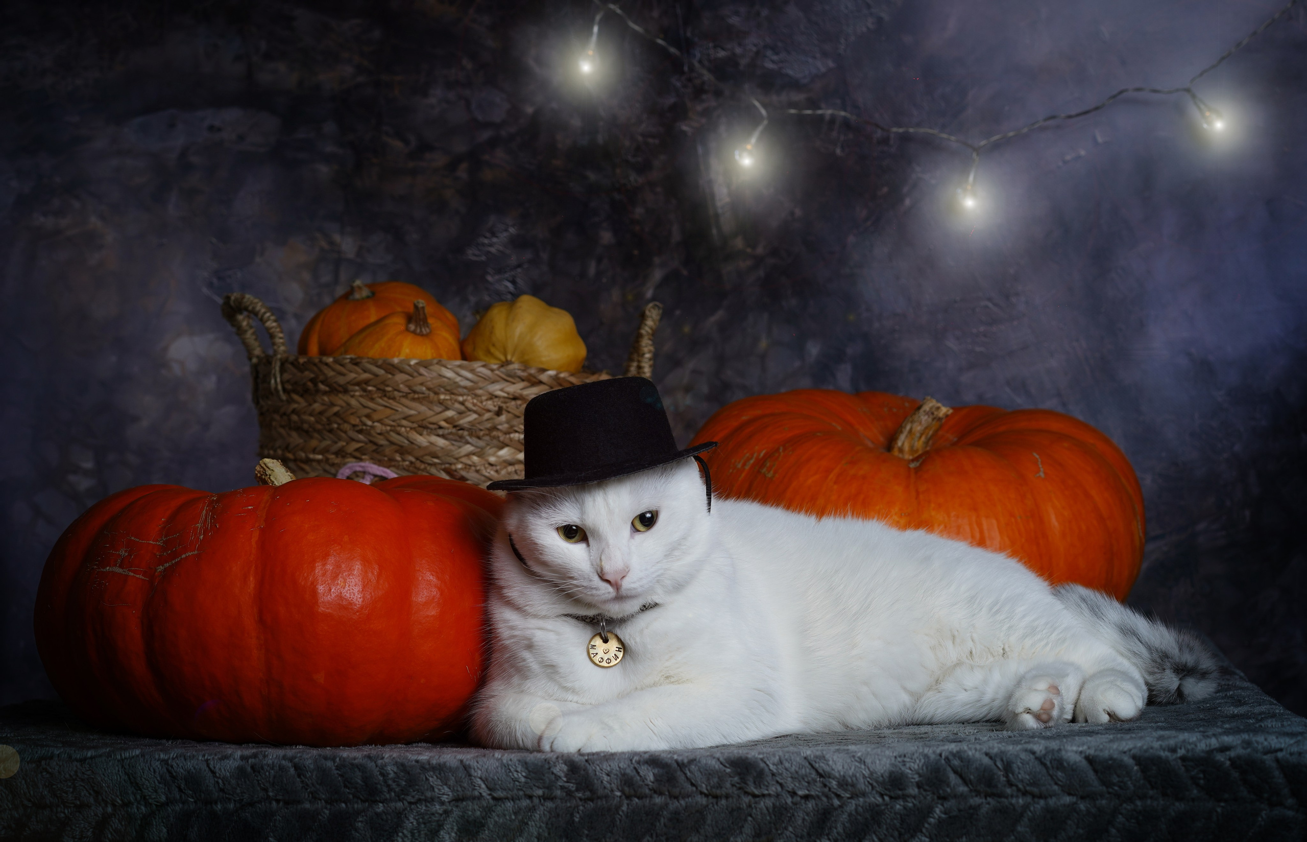 Маффин и Хэллоуин. Фотограф-анималист в Санкт-Петербурге Яна Мартынова