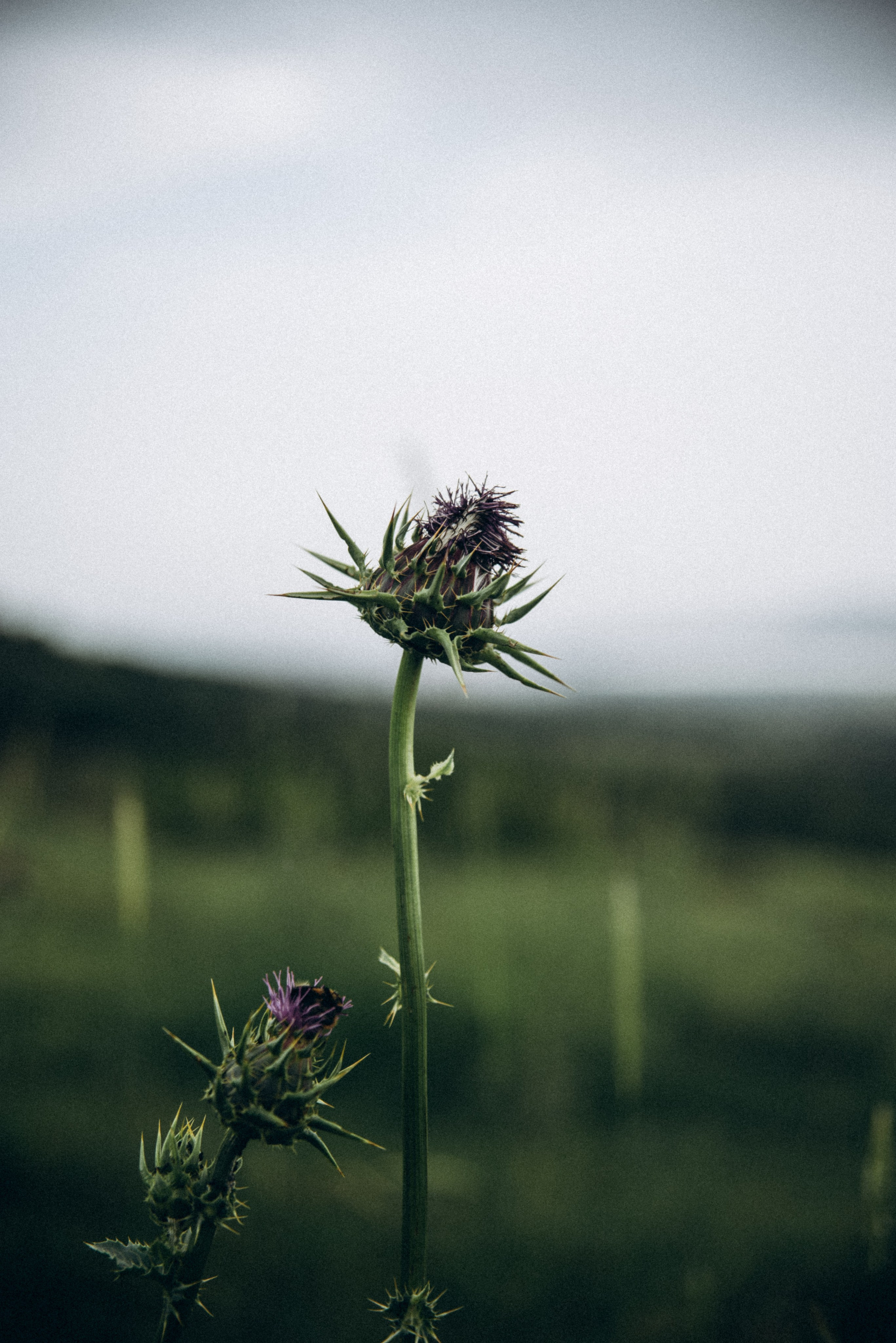 Коджори, Грузия 🇬🇪 «Honey Trip». Anita_photo