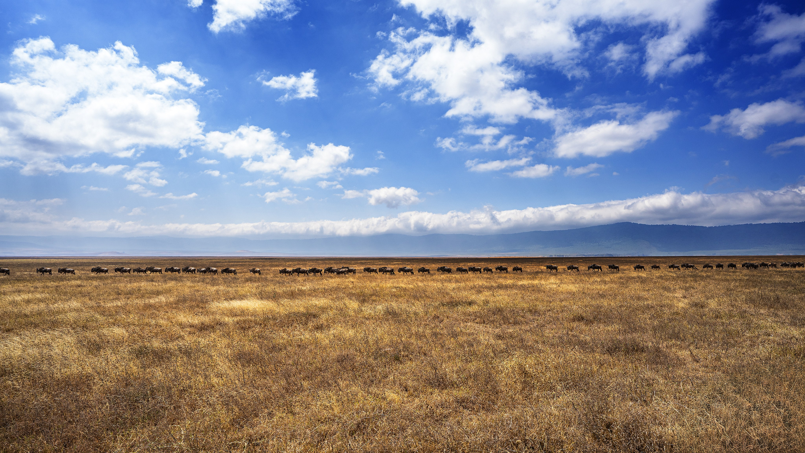 Танзания, сафари, 2025. Творческие сьемки