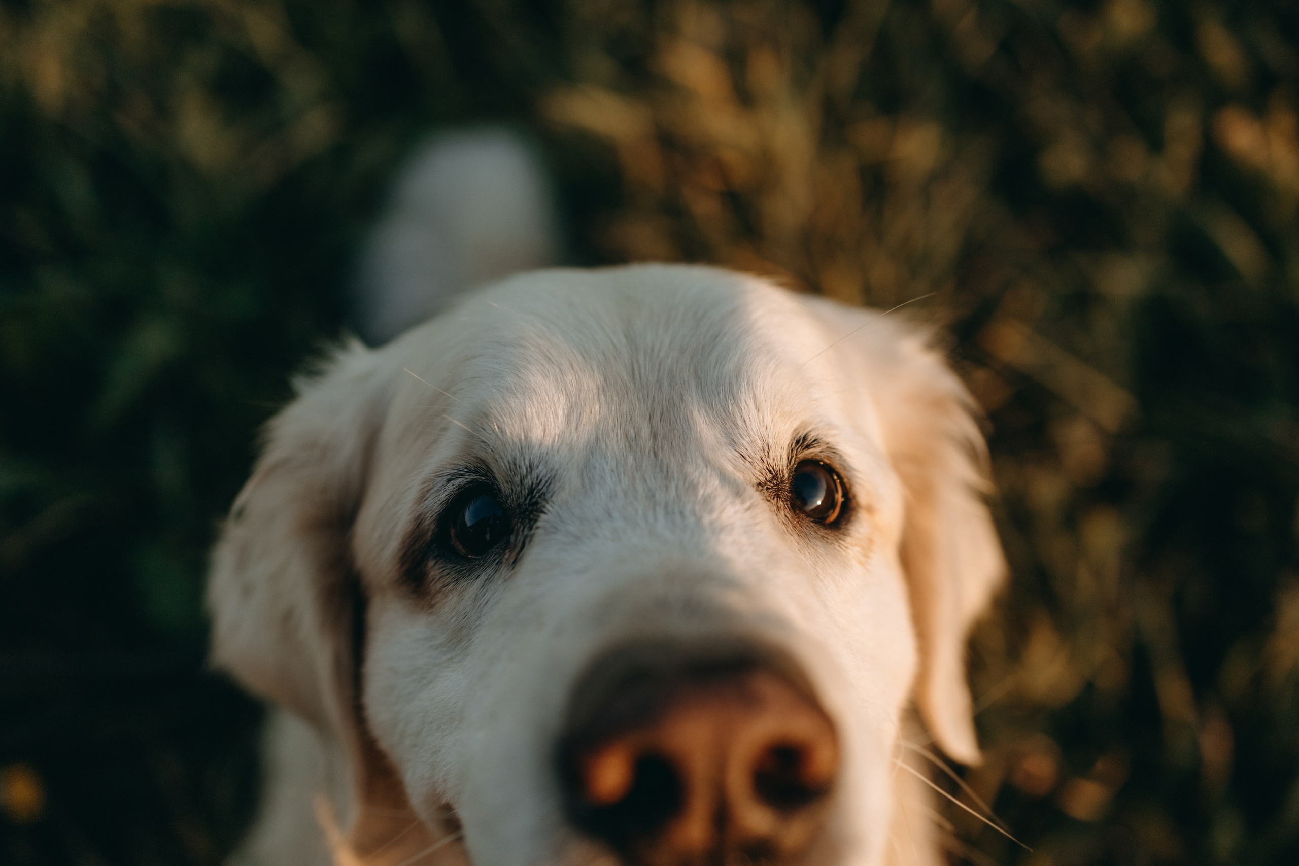 Лера и Скай. Фотограф — Анималист | Санкт-Петербург