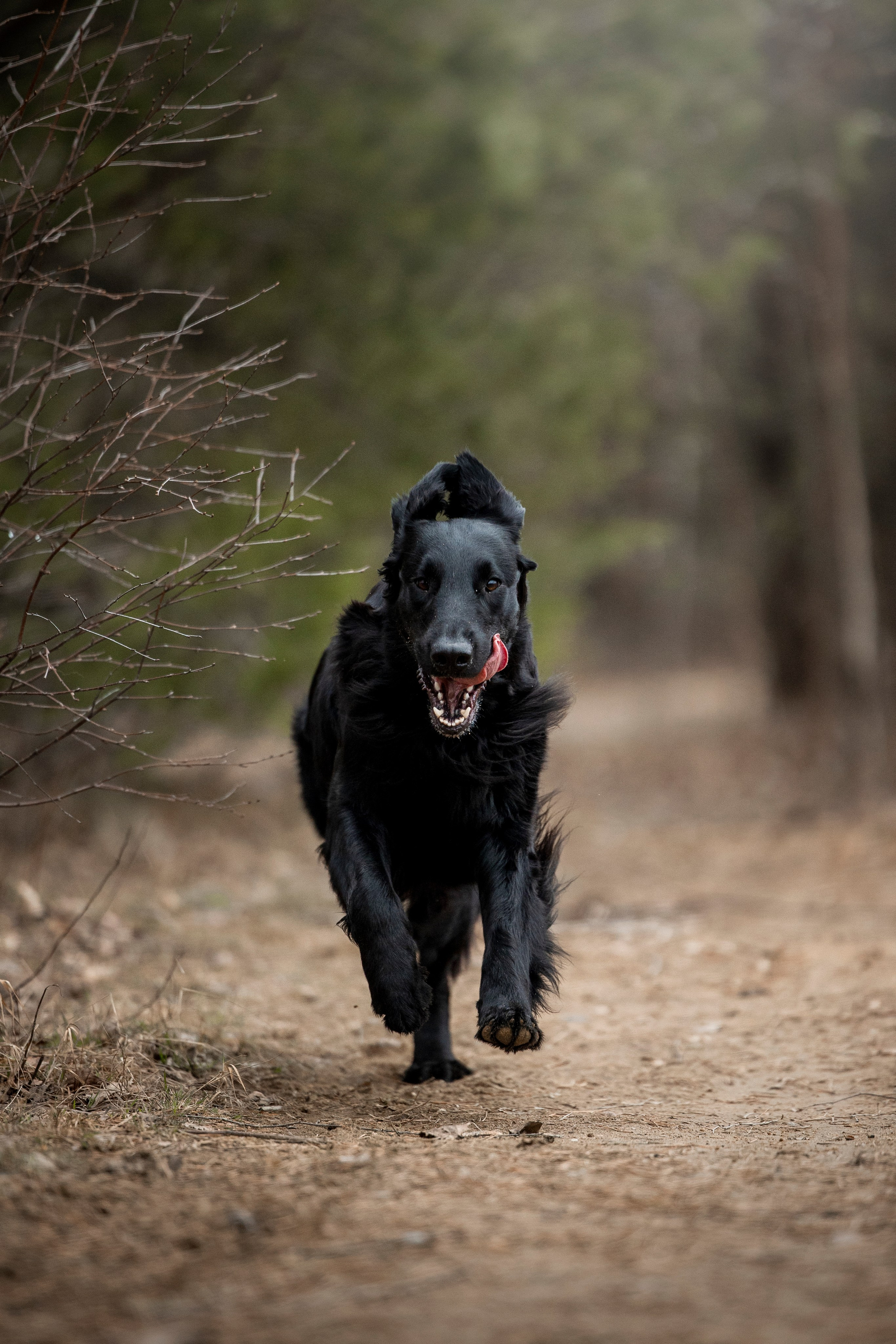 Ора, Ева, Рози и их семья. Фотограф — Анималист | Санкт-Петербург