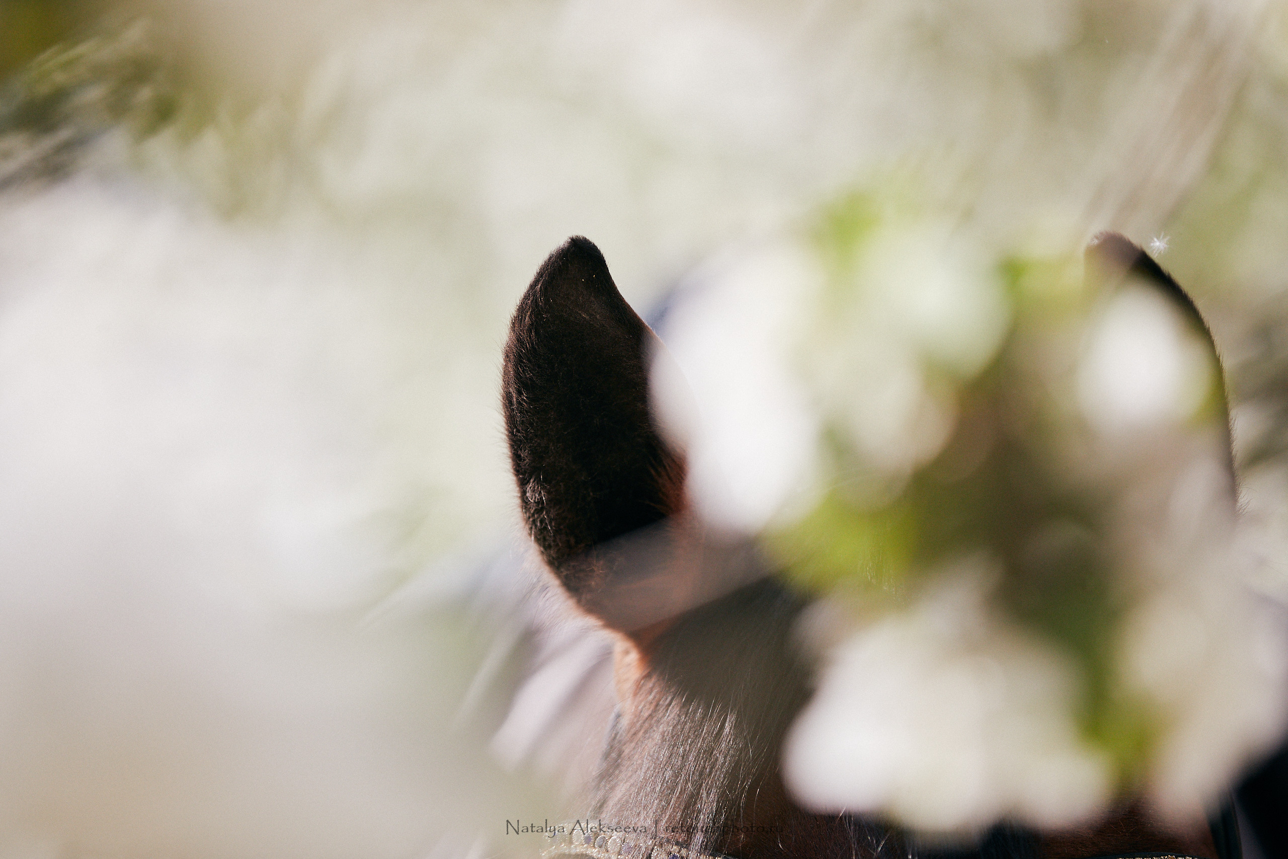 Мария и Штольц Ван Де Хелле, КФХ Янсон