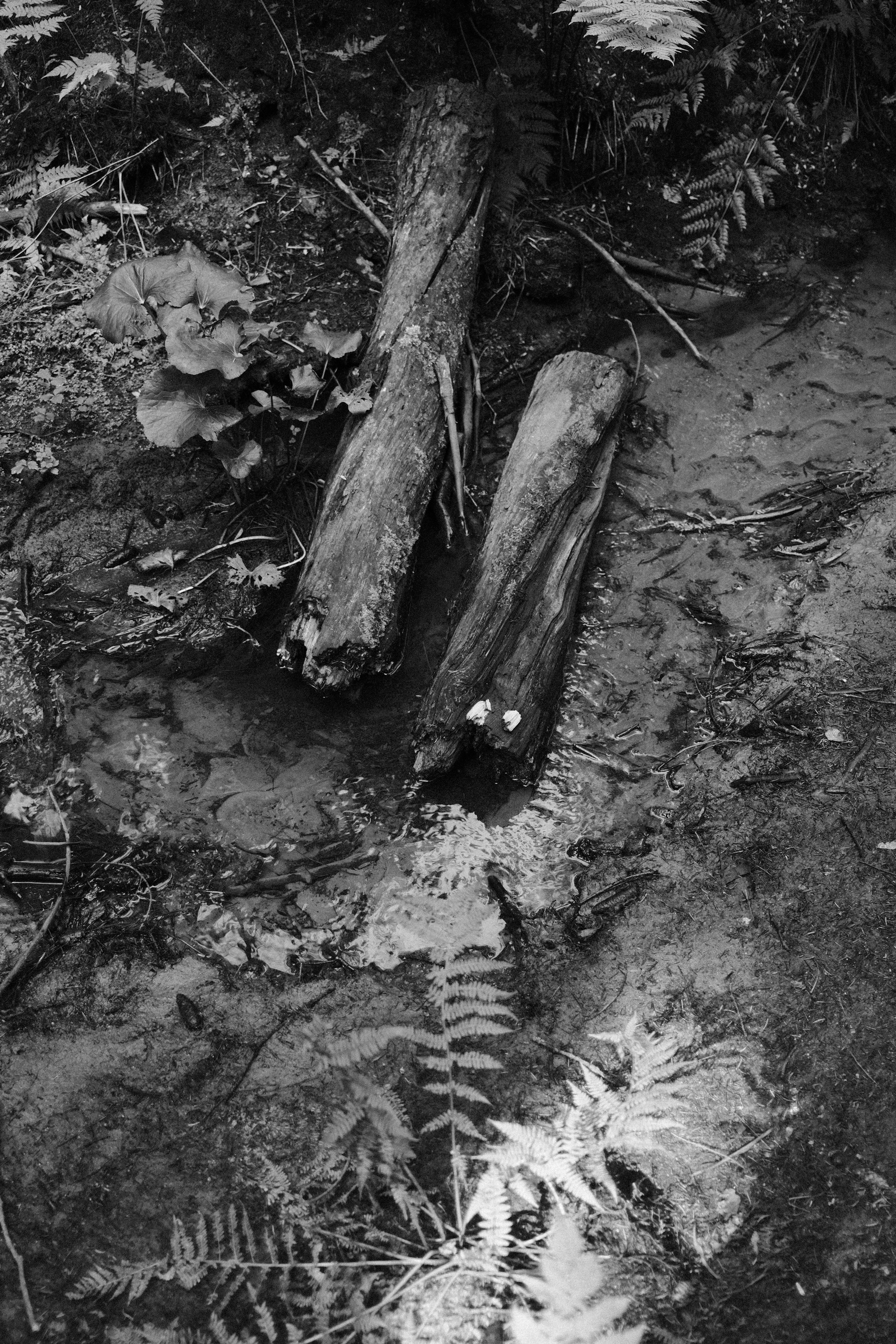 Сказочный лес. Портретный фотограф