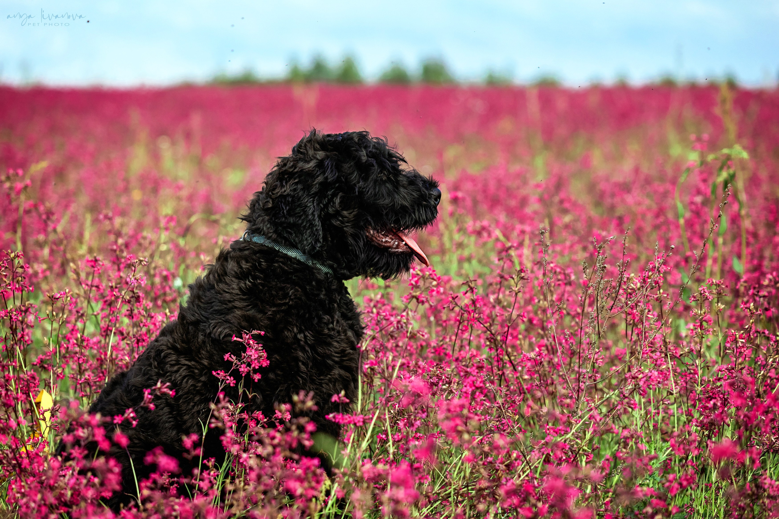 Смолка клейкая. Фотограф анималист Аня Ливанова | Рыбинск